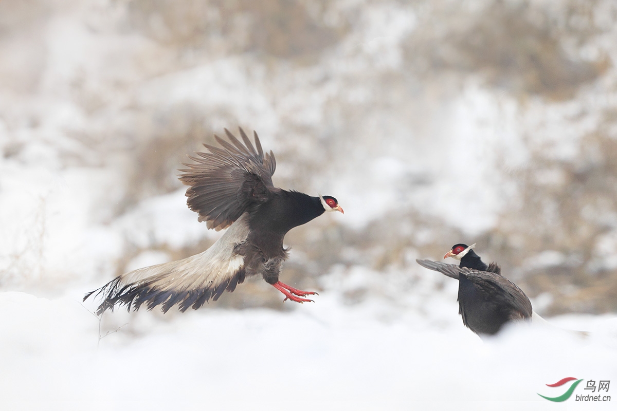 国宝褐马鸡 brown eared pheasant—贺图1获首页精华图片