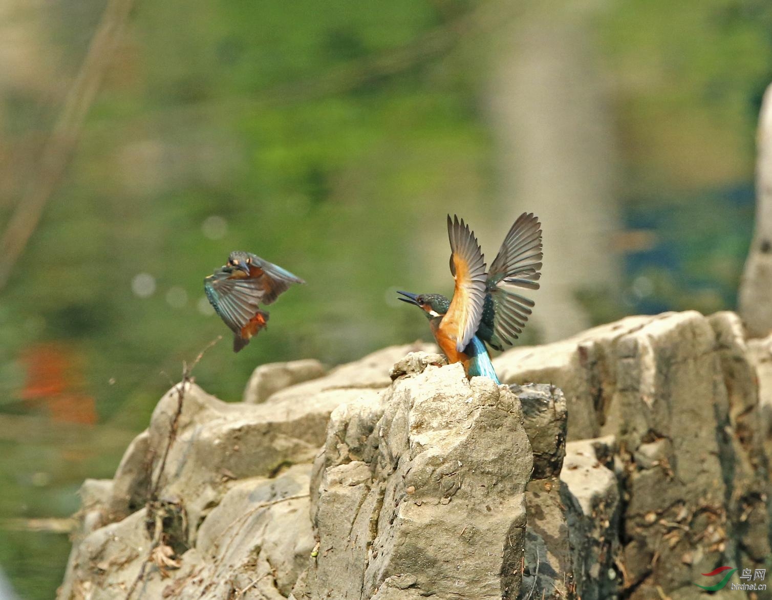母鸟看望翅膀受伤的小翠 - 北京版 Beijing 鸟网