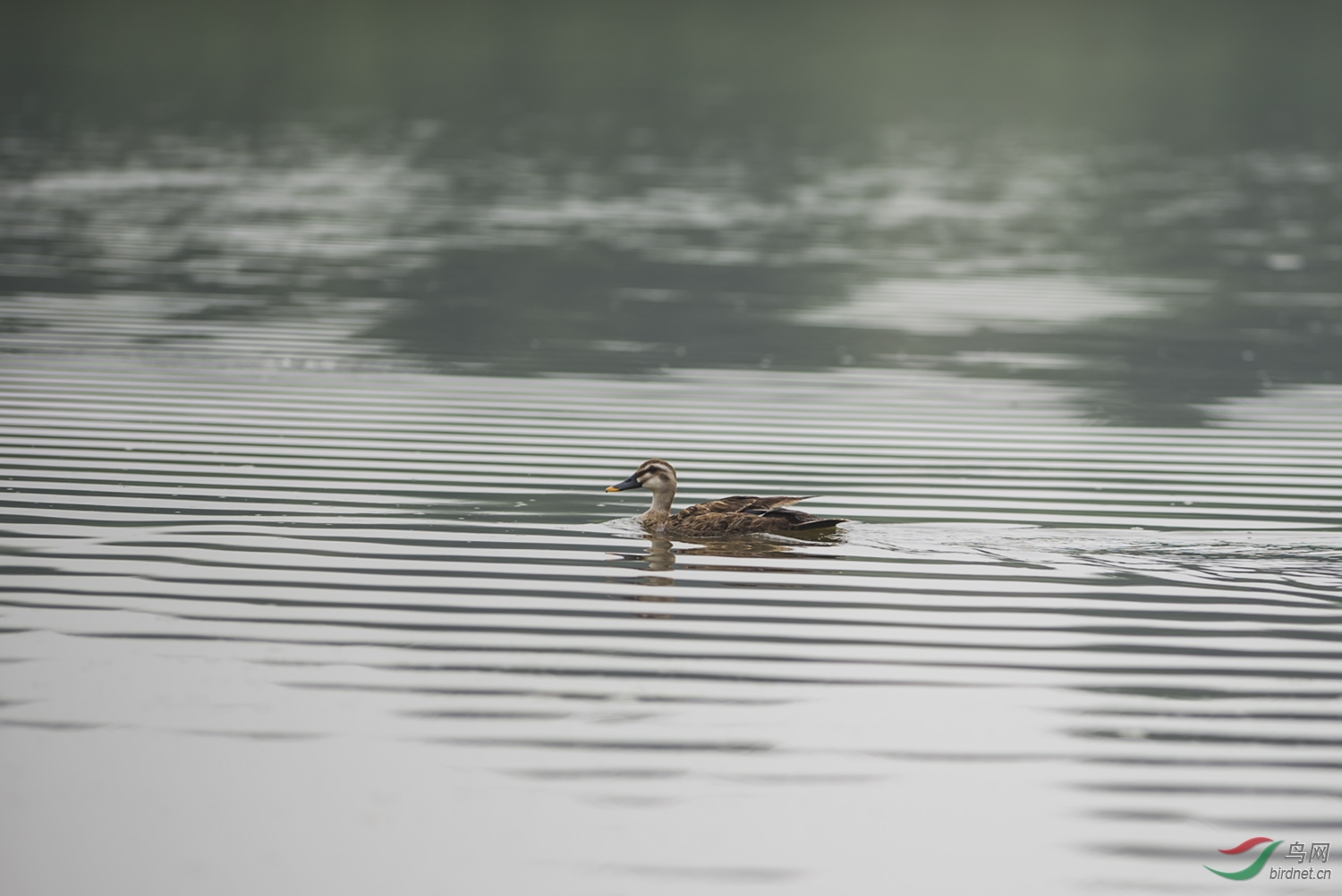 云海清波野鸭闲 - 艺术创意版 鸟网