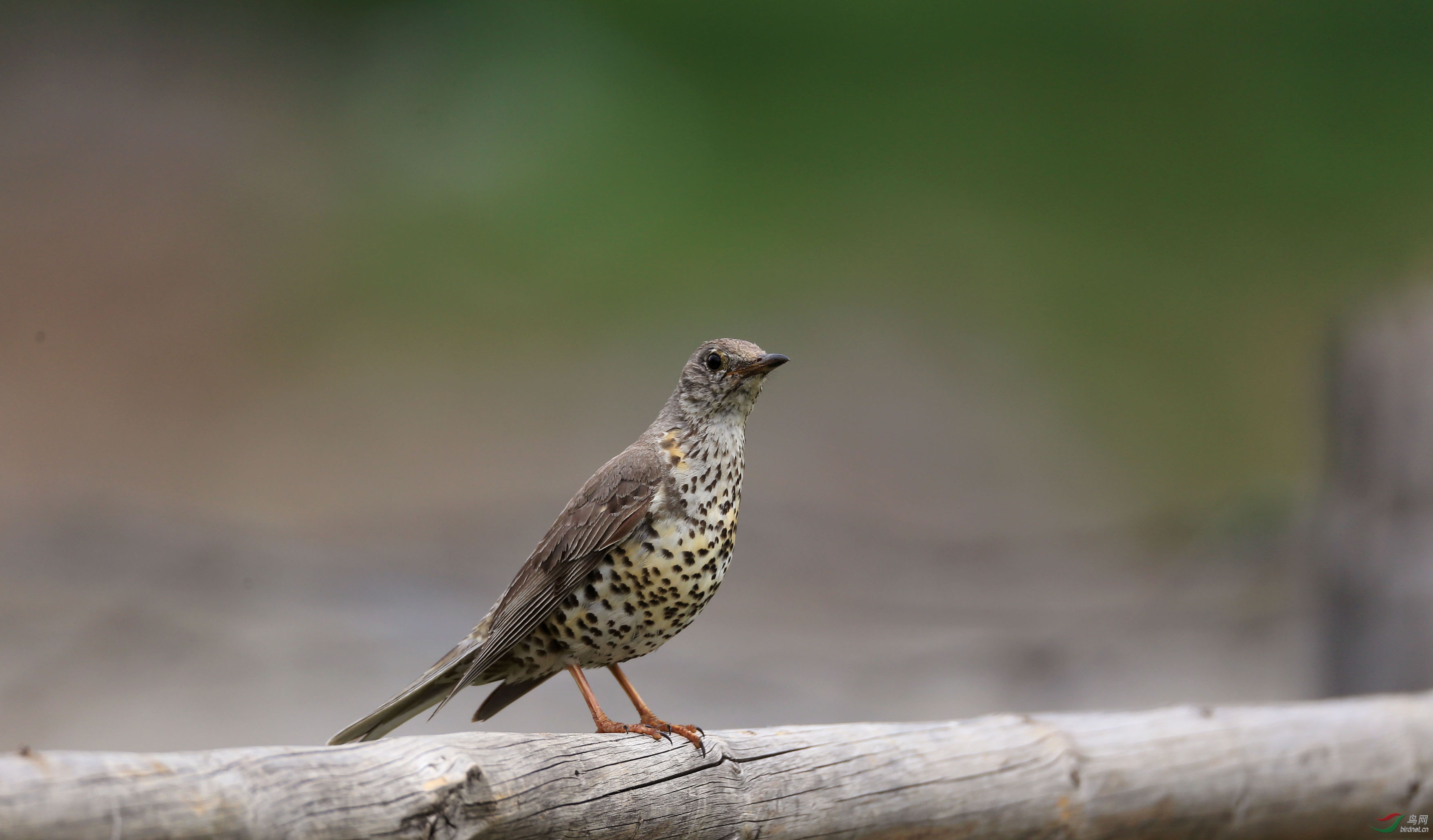 0713#槲鸫 mistle thrush