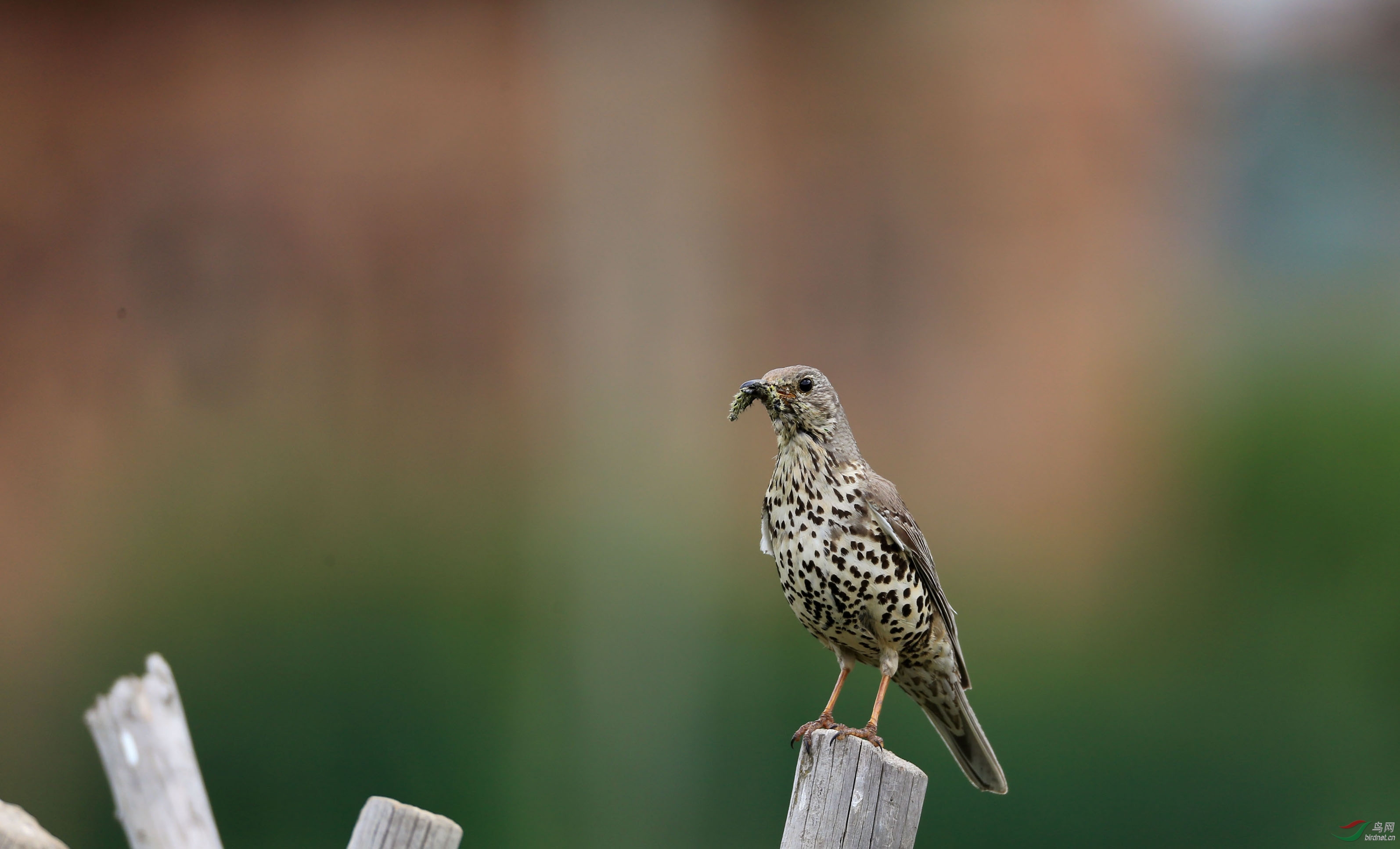 0713#槲鸫 mistle thrush