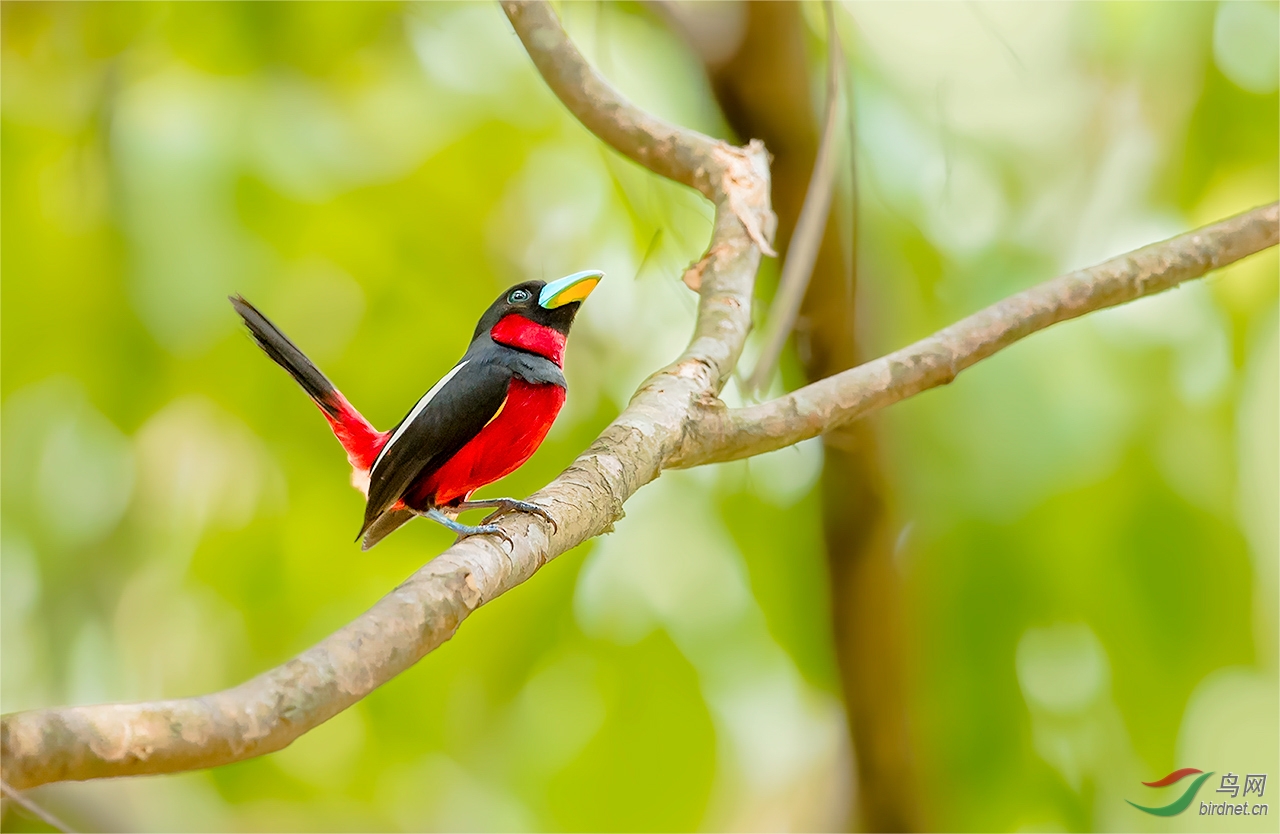 (黑红阔嘴鸟)黑红阔嘴鸟black-and-red broadbill .