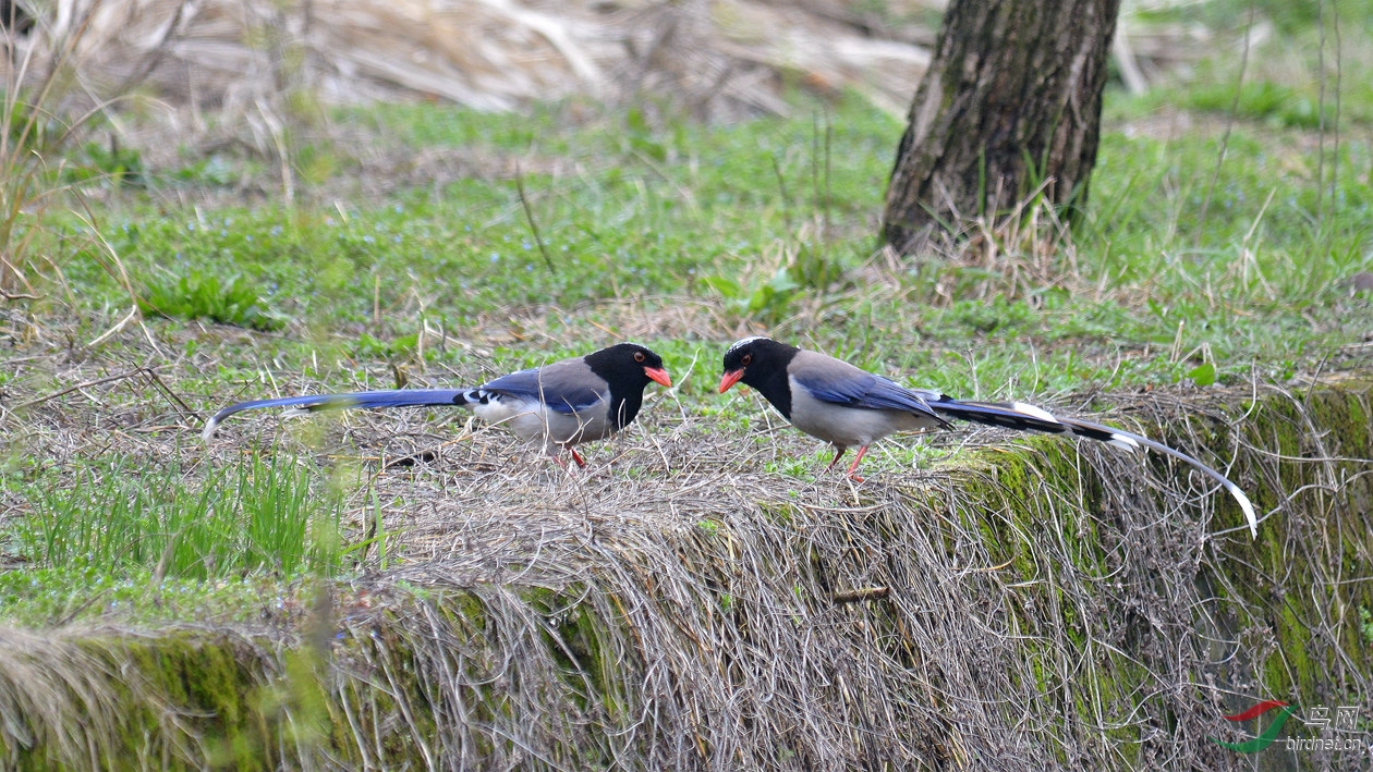 寓意所谓2015年度优秀小说获得特等奖的是短
