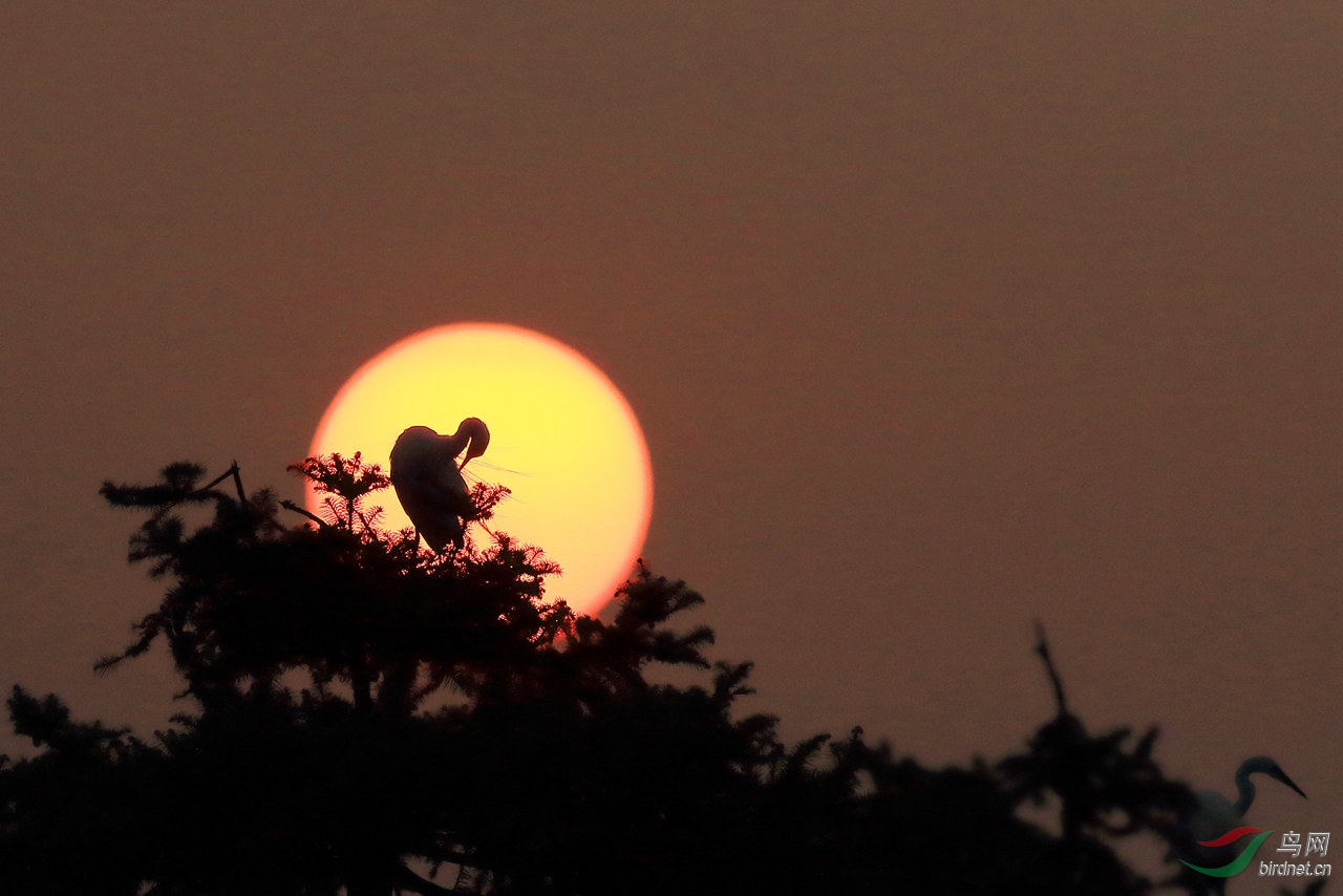 夕阳白鹭