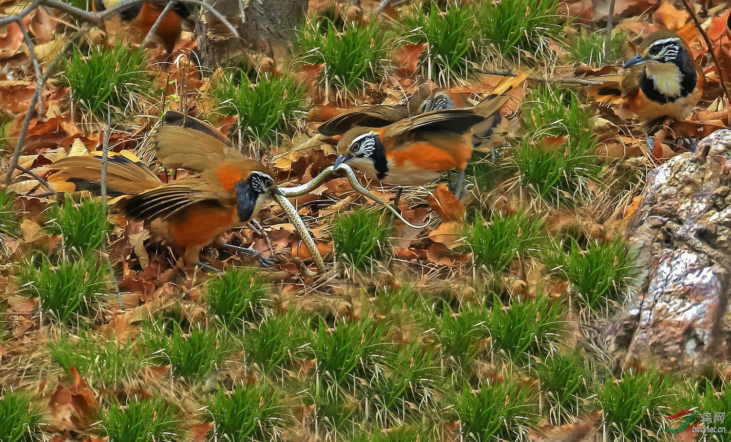 群鸟擒蛇---黑夹噪媚 - 辽宁版 Liaoning 鸟网