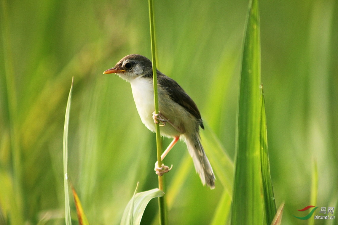 第一次亲密接触莺雏 - 云南版 Yunnan 鸟网