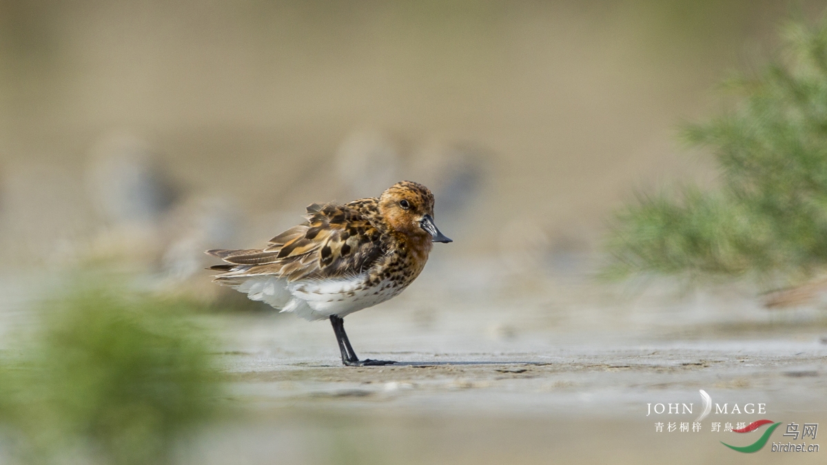 (勺嘴鹬)洋口勺嘴鹬 spoon-billed sandpiper——贺图8获首页精华图片