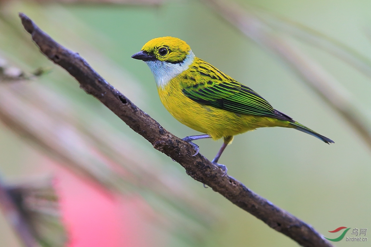 银喉唐纳雀(tangara icterocephala)