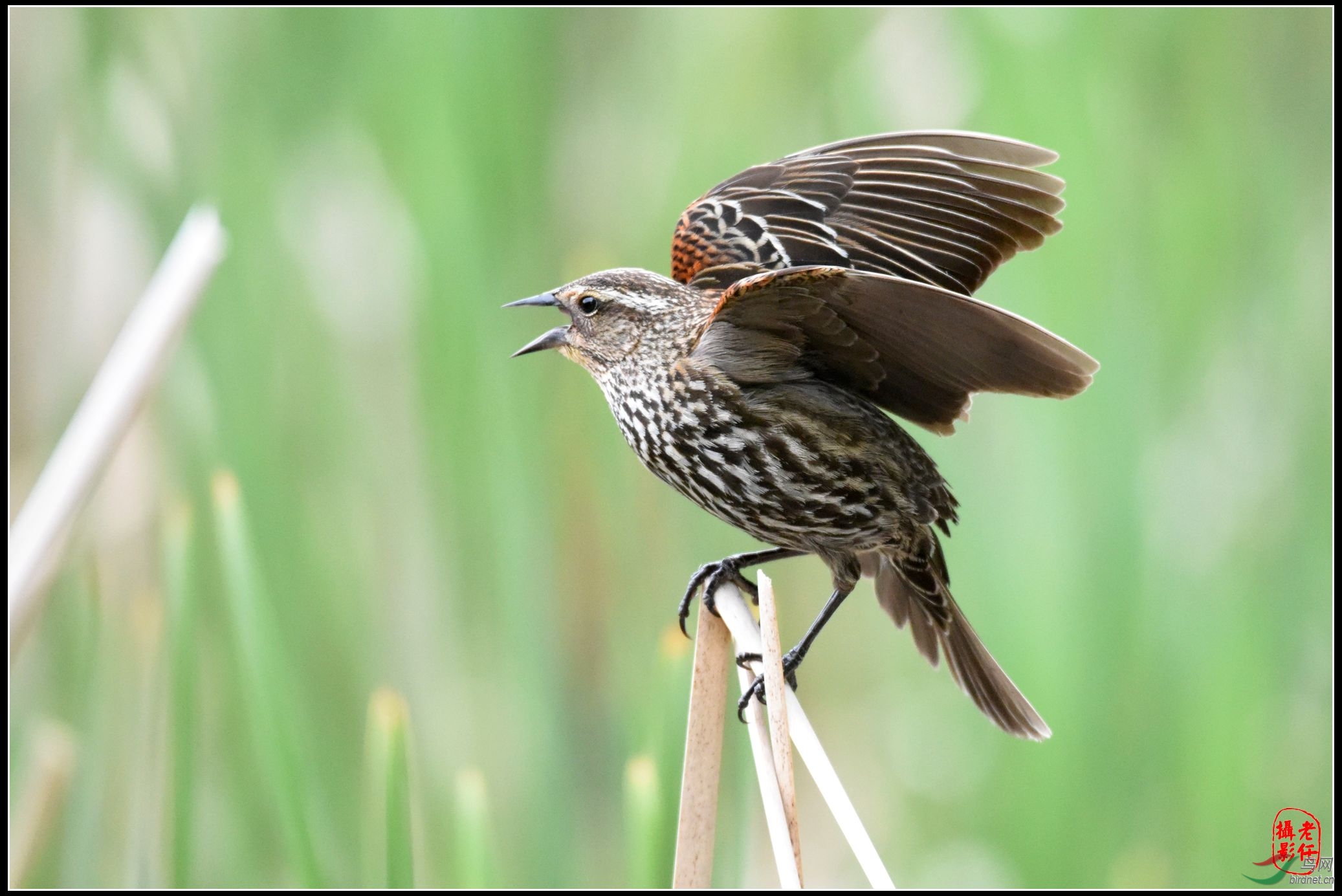 美国明州拍鸟--红翅黑鹂(雌鸟) - 四川版 Sichua