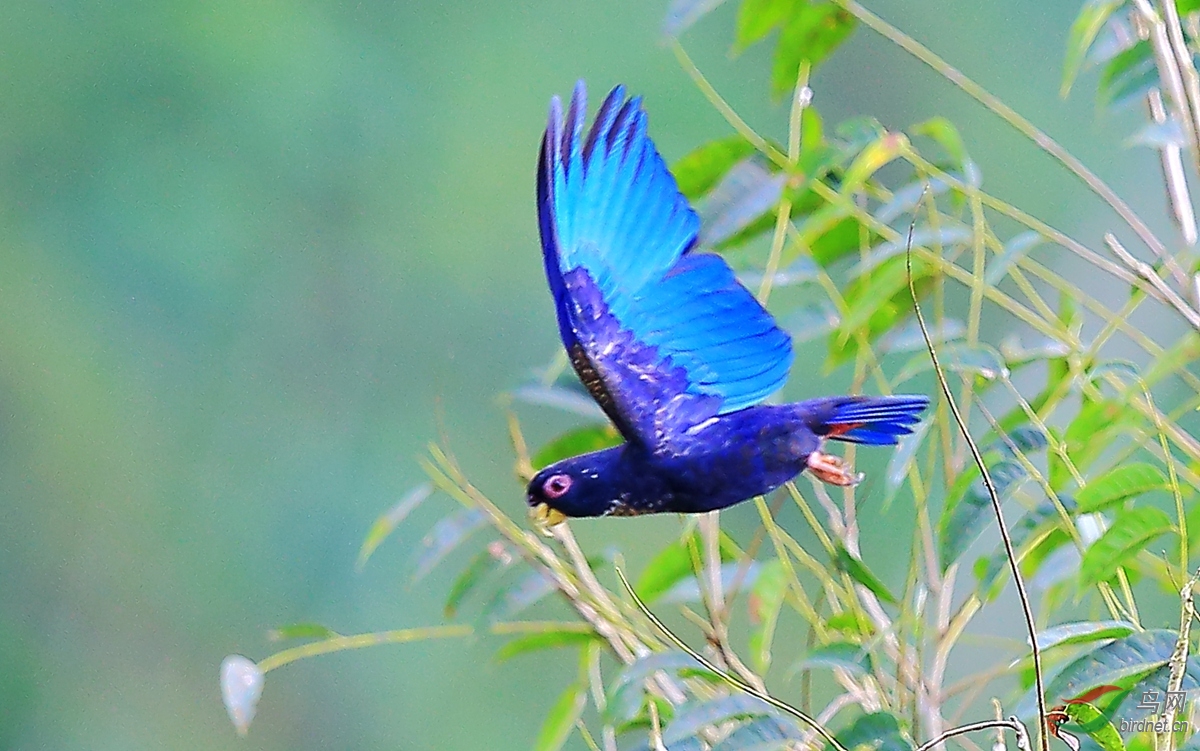 青铜翅鹦鹉(又名彩虹鸟)拉丁文名称pionus chalcopterus.jpg