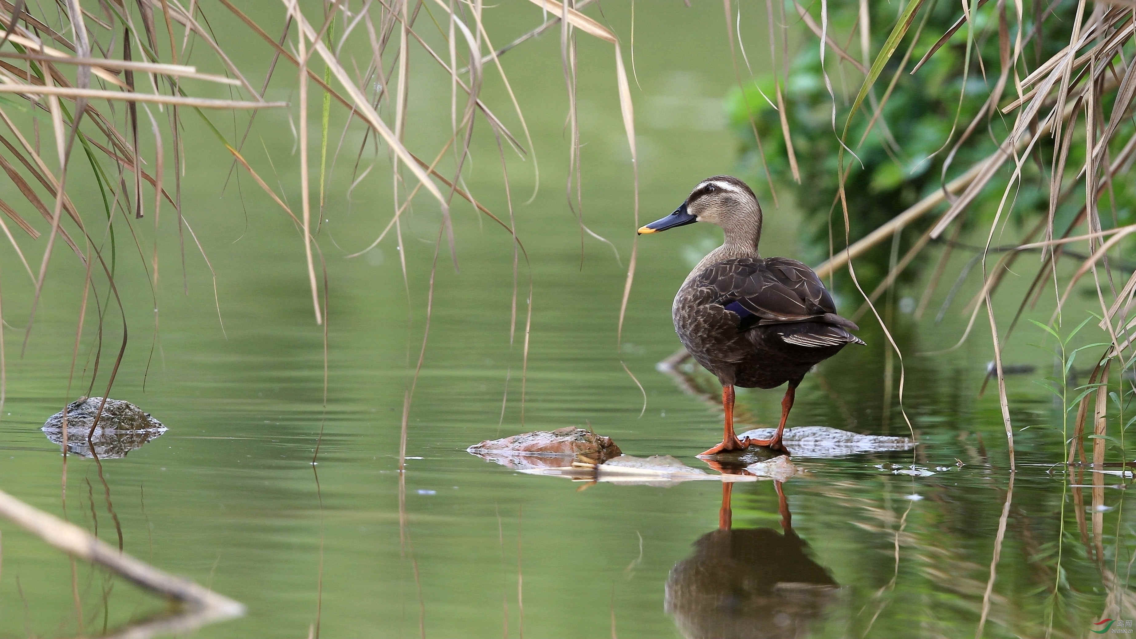 原生态——留守的斑嘴鸭