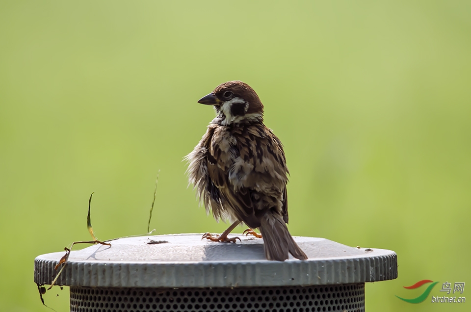 老麻雀 - 浙江版 Zhejiang 鸟网