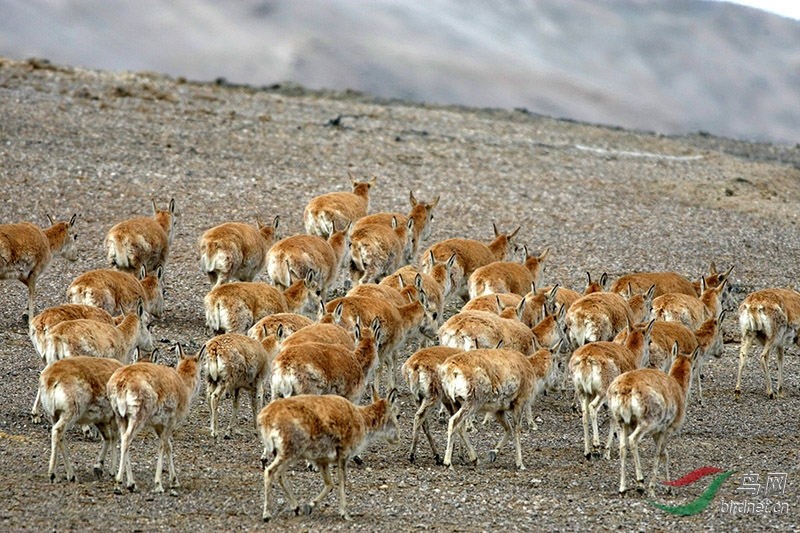 从西藏阿里到新疆红柳滩途中,我们看到一群野生的新疆黄羊,有上千只
