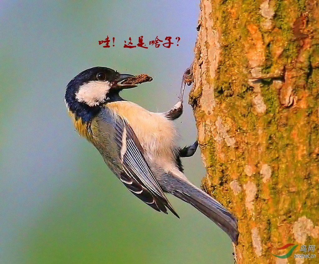 尤如啄木鸟? - 黑龙江版 Heilongjiang 鸟网