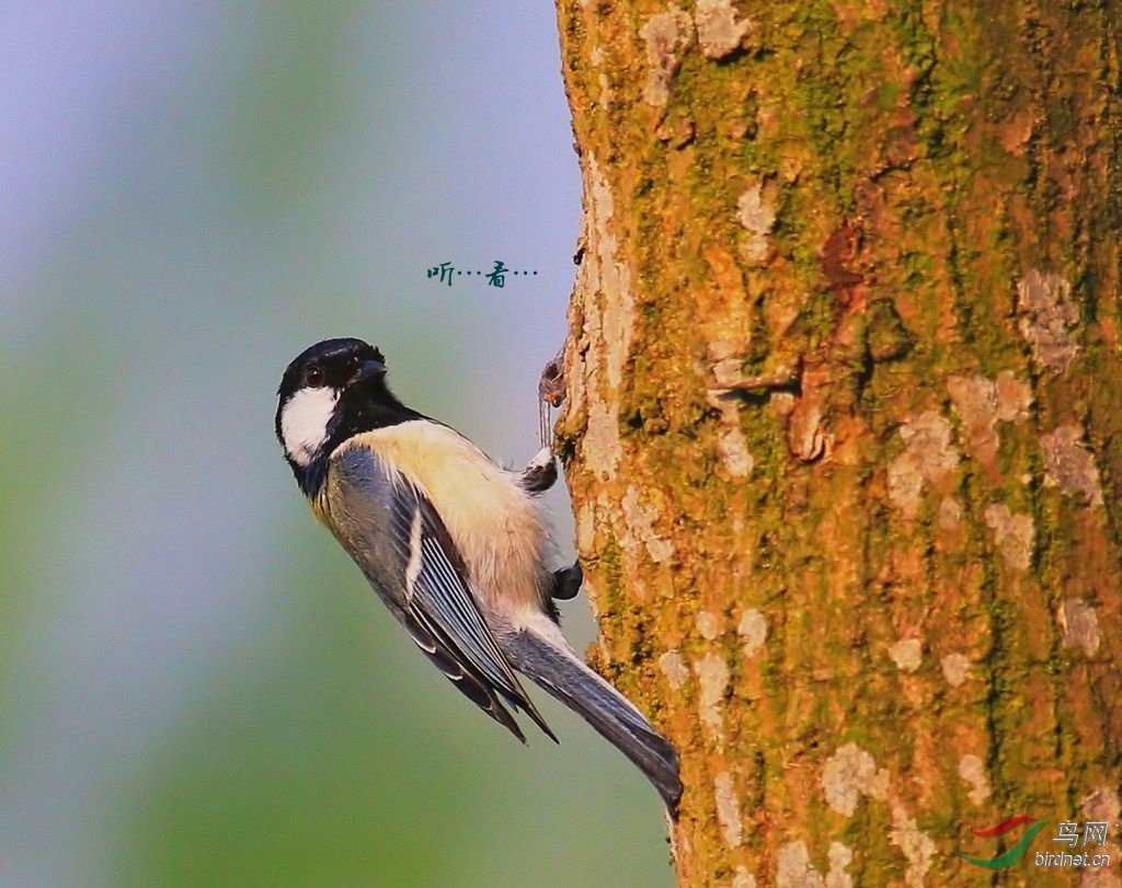 尤如啄木鸟? - 黑龙江版 Heilongjiang 鸟网