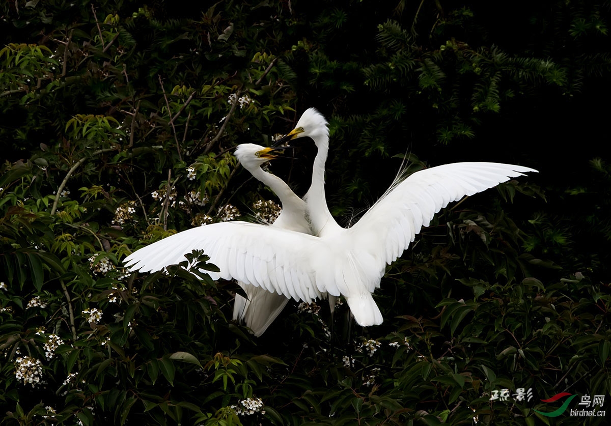 相亲相爱 - 黑龙江版 Heilongjiang 鸟网