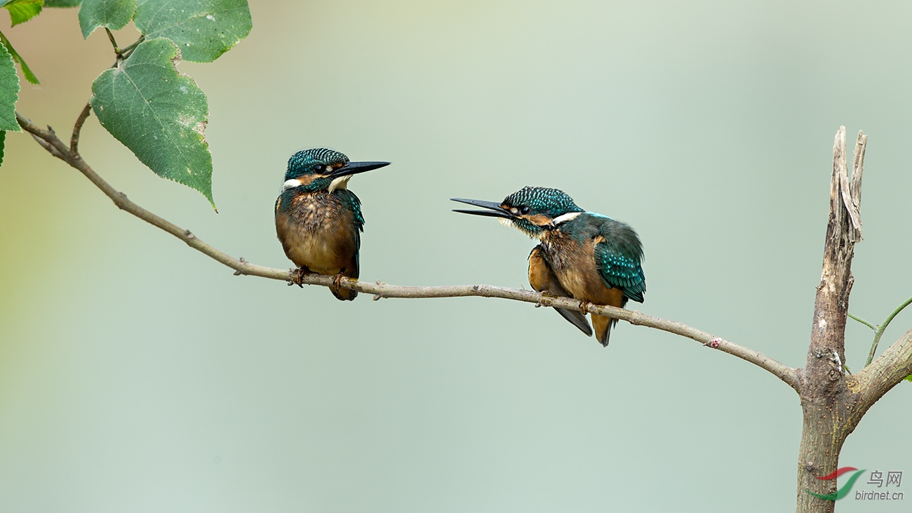 逗哏与捧哏 - 湖北版 Hubei 鸟网