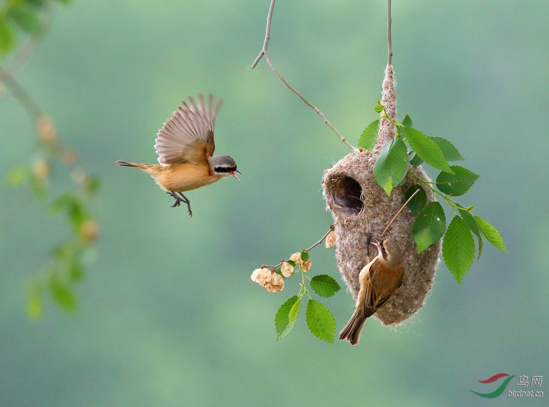 (中华攀雀) 中华攀雀 chinese penduline tit ——贺图8获首页精华