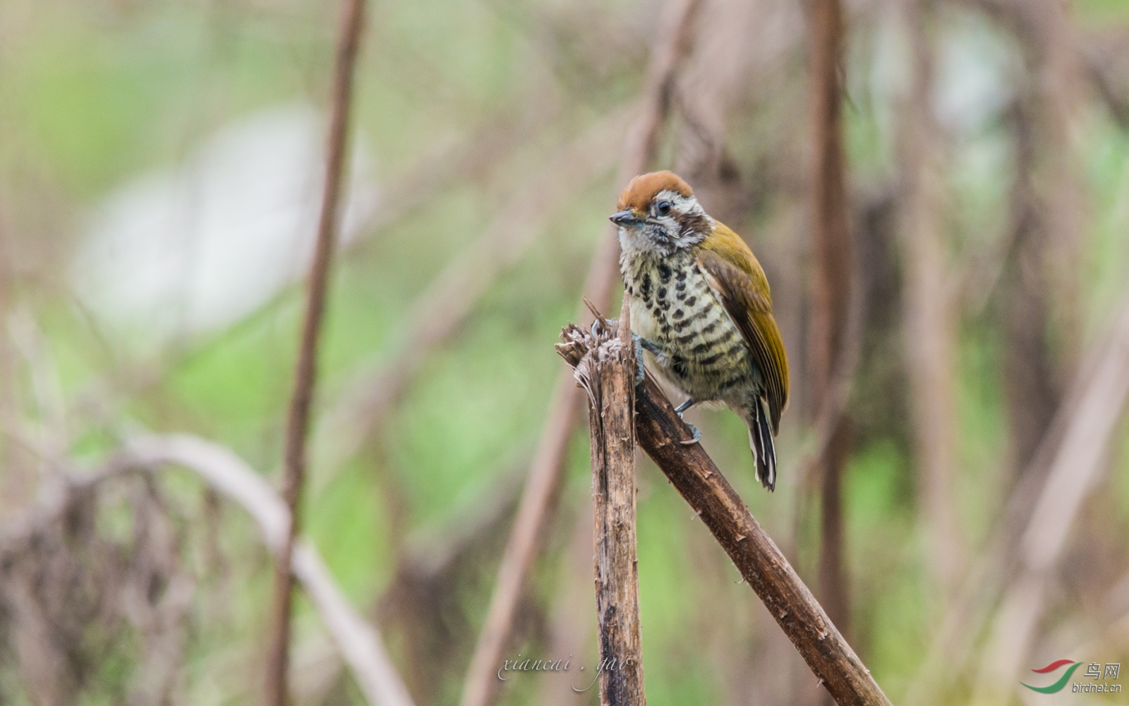 蒿草杆上的小斑姬(老片新制) - 四川版 Sichuan
