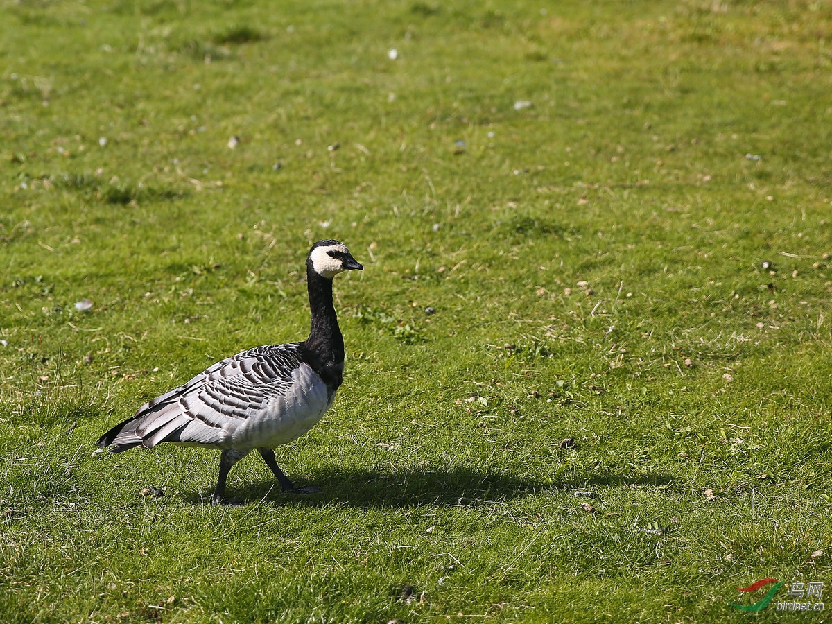 北欧挪威旅游拍的鸟,请大家欣赏。 - 四川版 Si