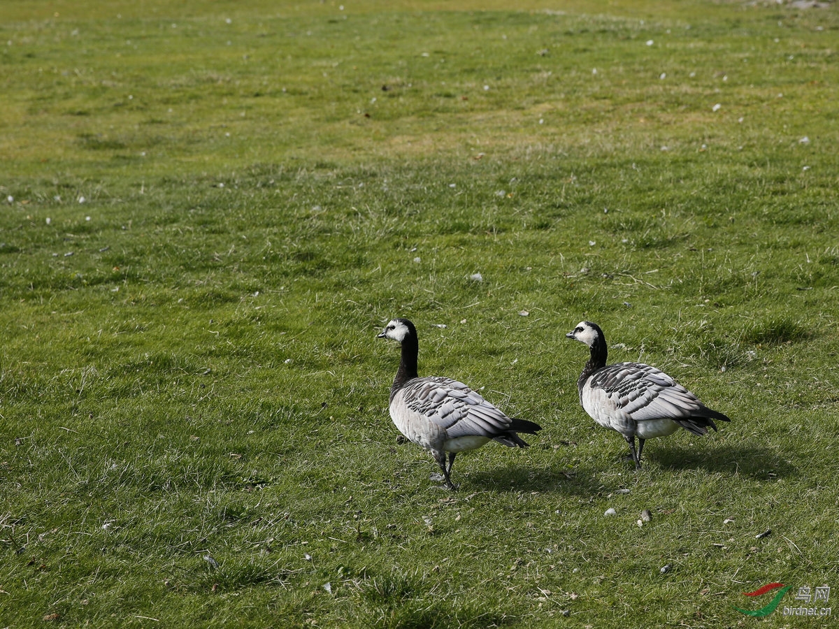 北欧挪威旅游拍的鸟,请大家欣赏。 - 四川版 Si
