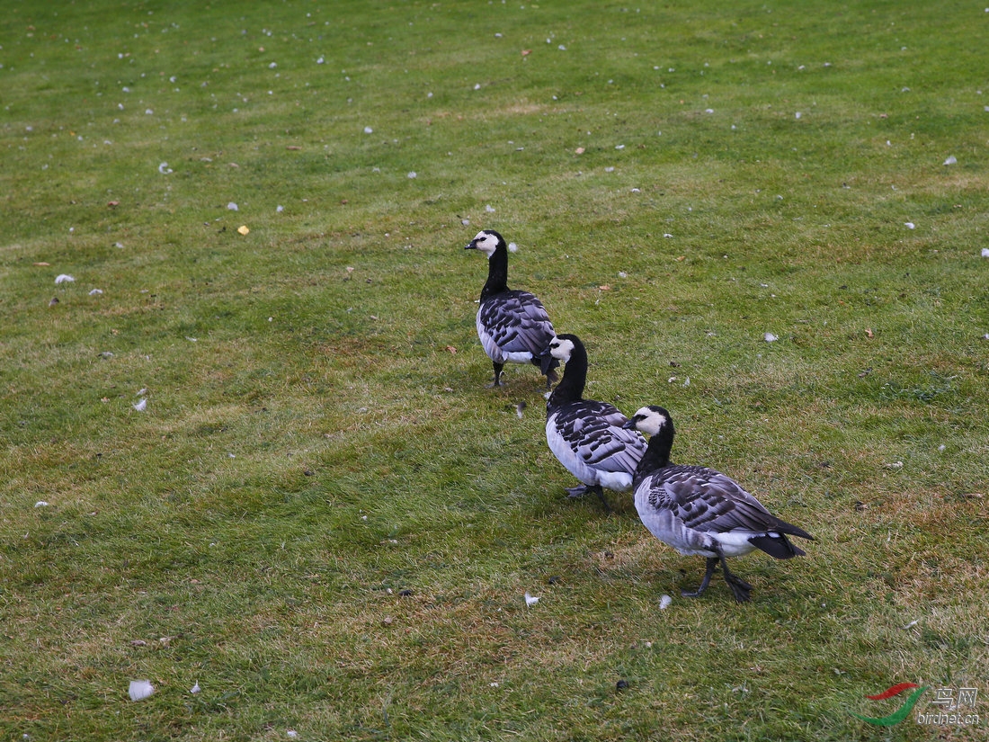 北欧挪威旅游拍的鸟,请大家欣赏。 - 四川版 Si