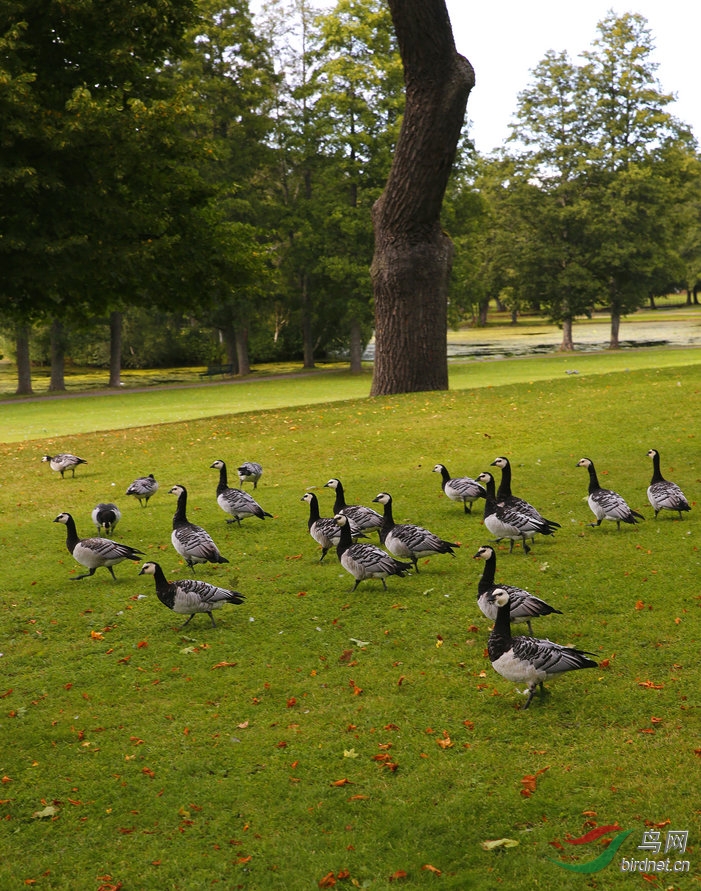 北欧挪威旅游拍的鸟,请大家欣赏。 - 四川版 Si