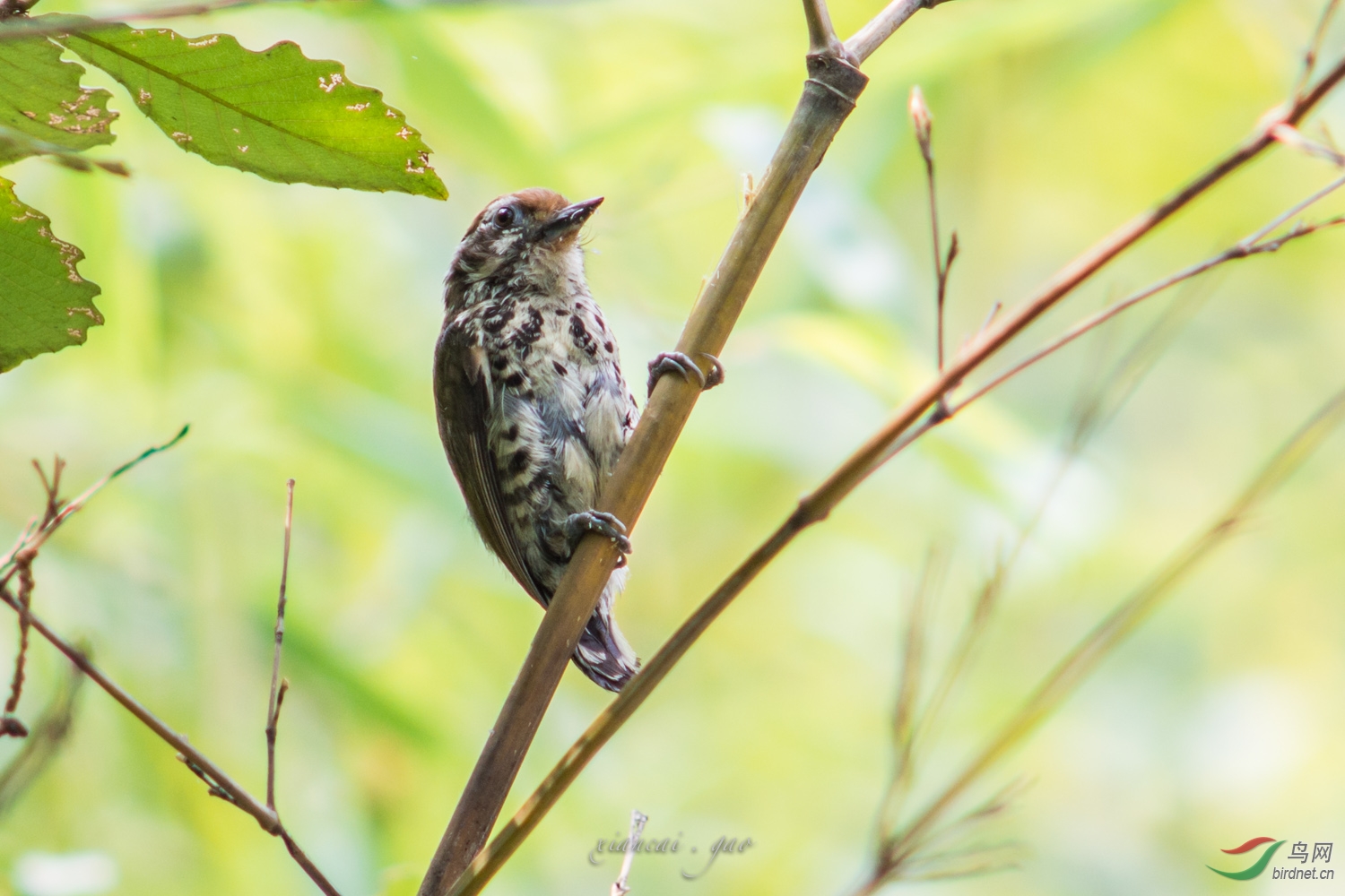 斑竹丛中的小斑姬(翻新片) - 鸣禽和攀禽 鸟网