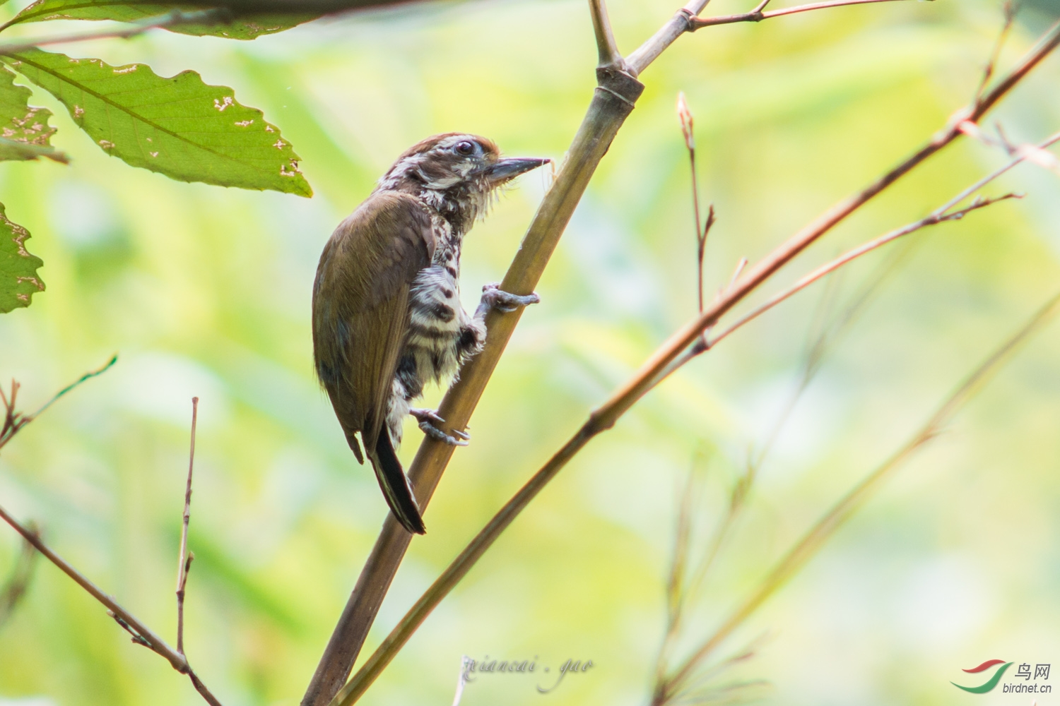 斑竹丛中的小斑姬(翻新片) - 鸣禽和攀禽 鸟网