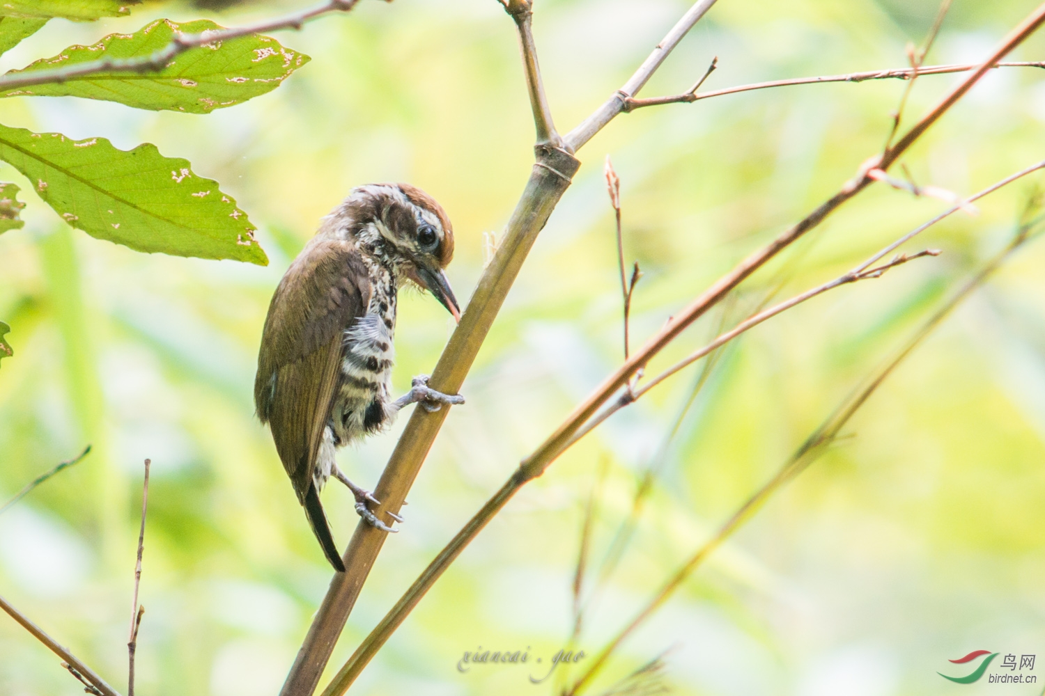 斑竹丛中的小斑姬(翻新片) - 鸣禽和攀禽 鸟网