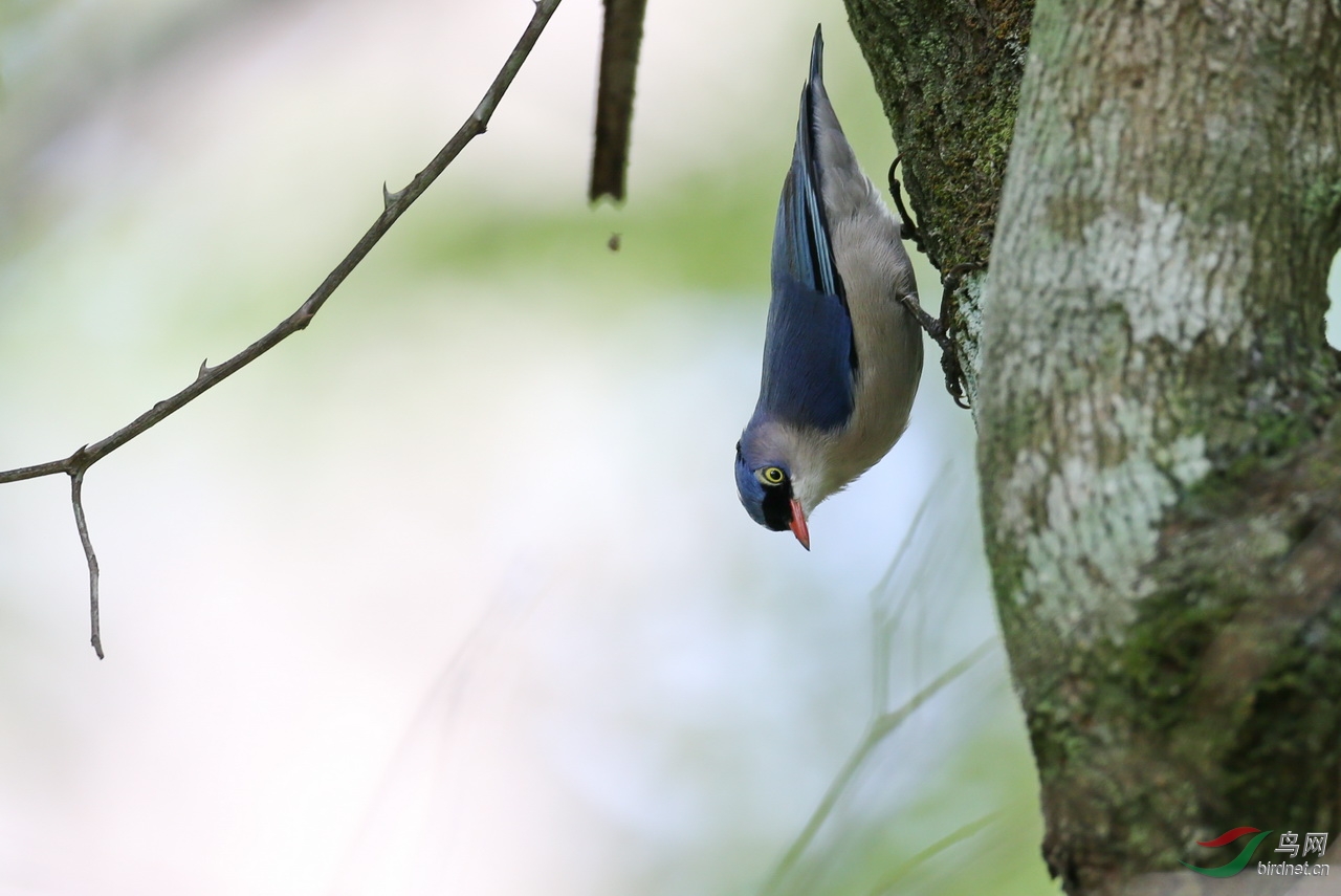 绒额鳾(雄)
