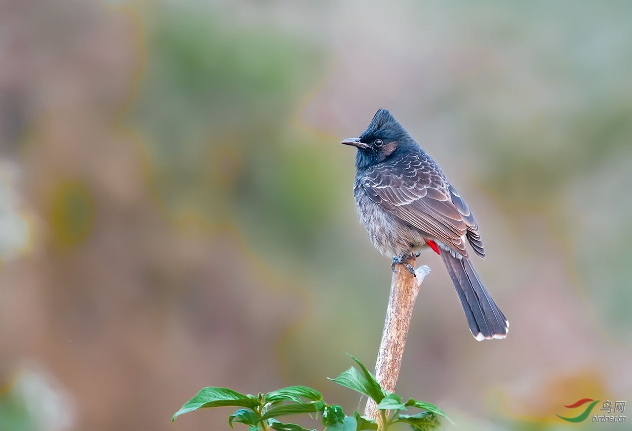 (黑喉红臀鹎)黑喉红臀鹎red-vented bulbul ——贺图3