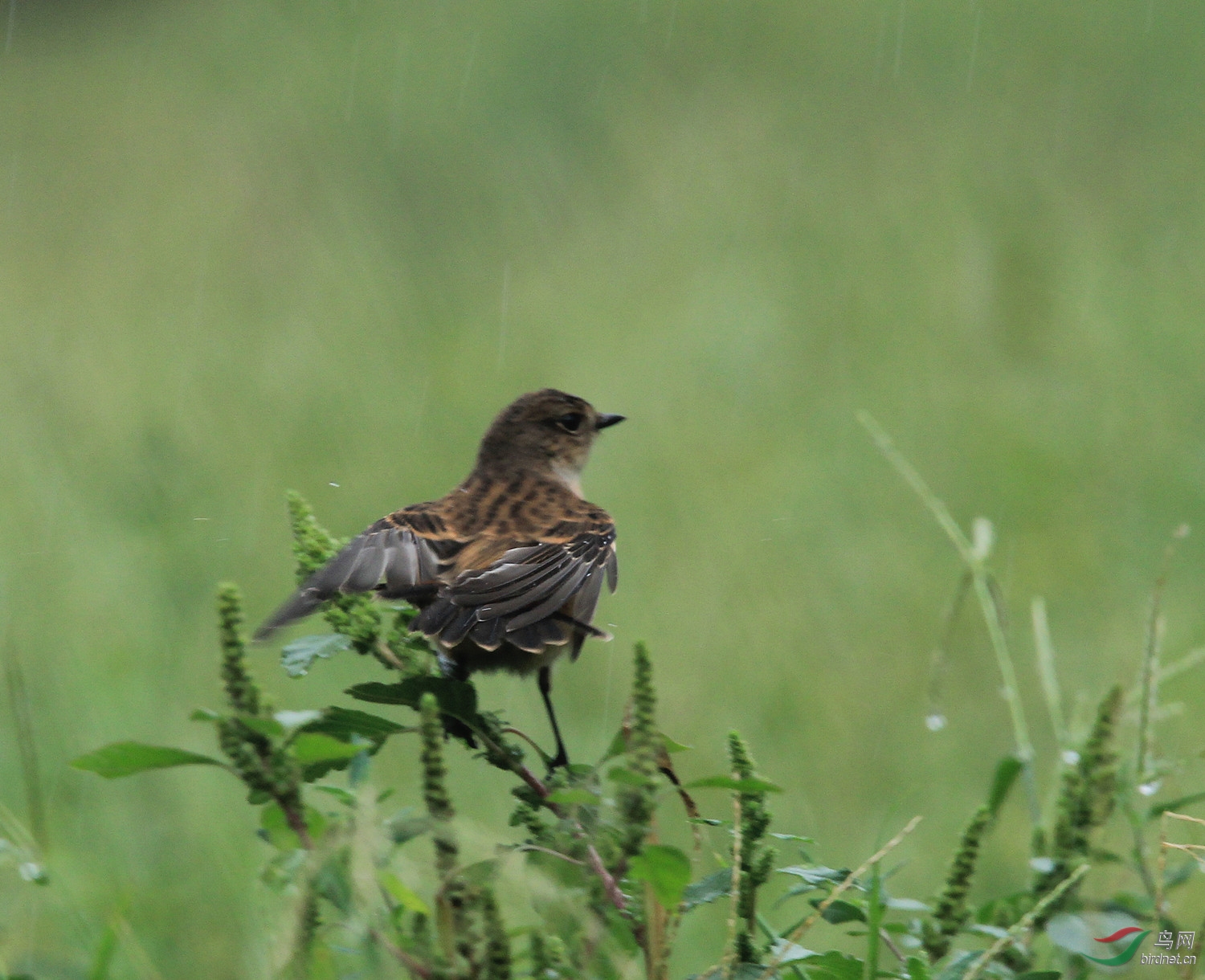 痛痛快快洗个雨水澡。 - 观鸟拍鸟之旅 鸟网