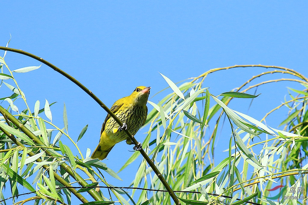 小黄鹂