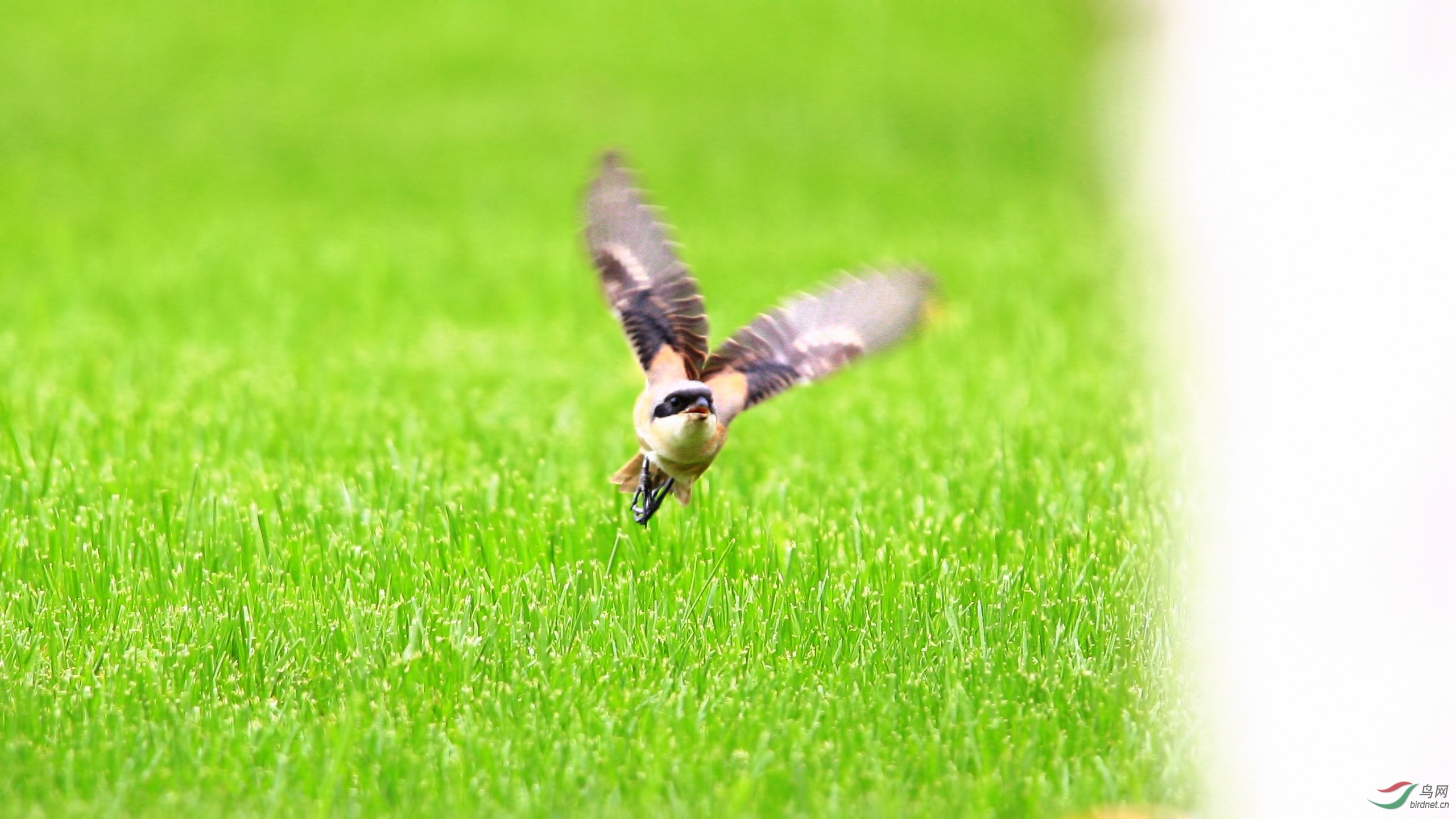 伯劳飞飞飞! - 四川版 Sichuan 鸟网