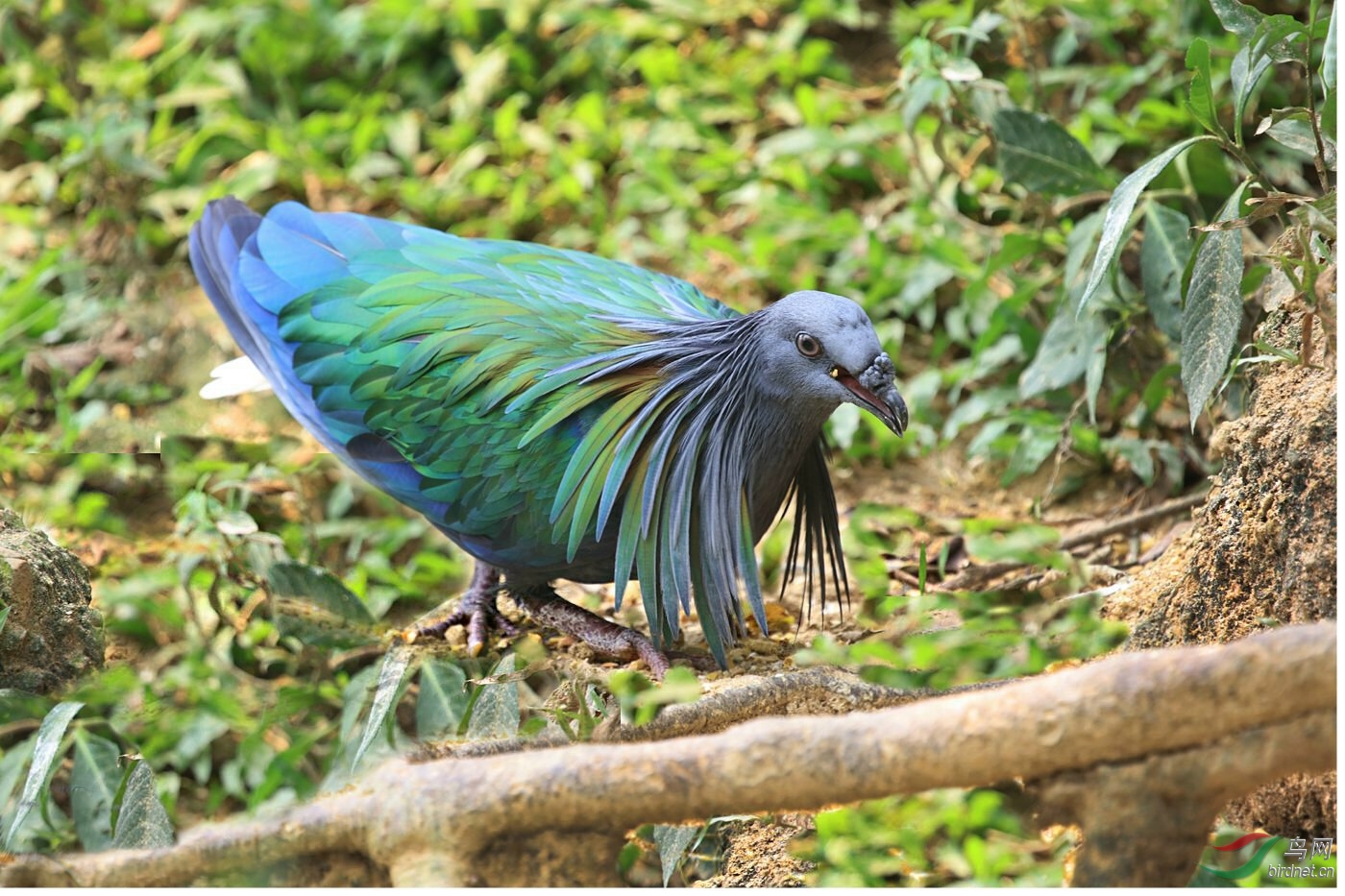 漂亮 尼柯巴鸠 nicobar pigeon