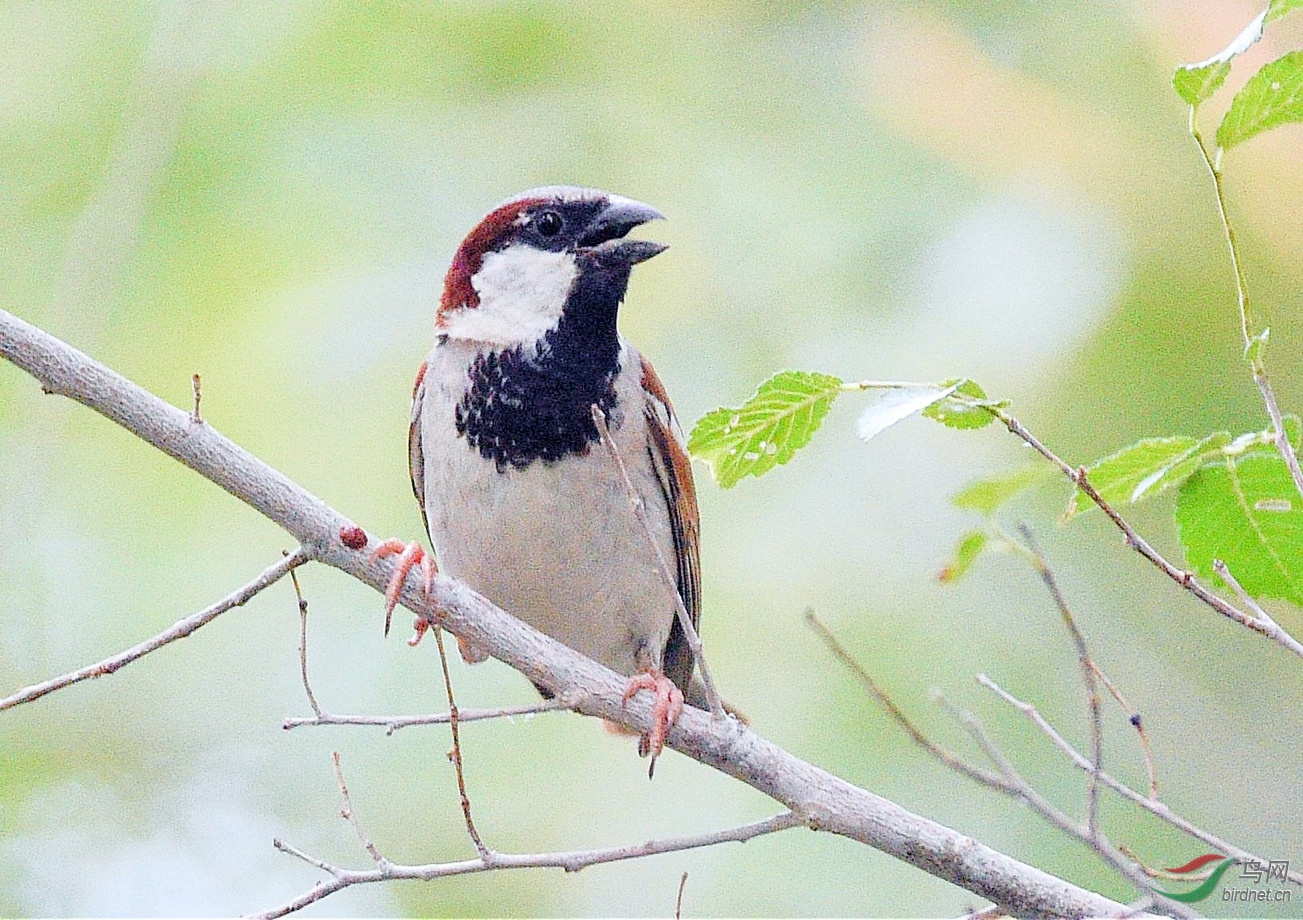 黑胸麻雀
