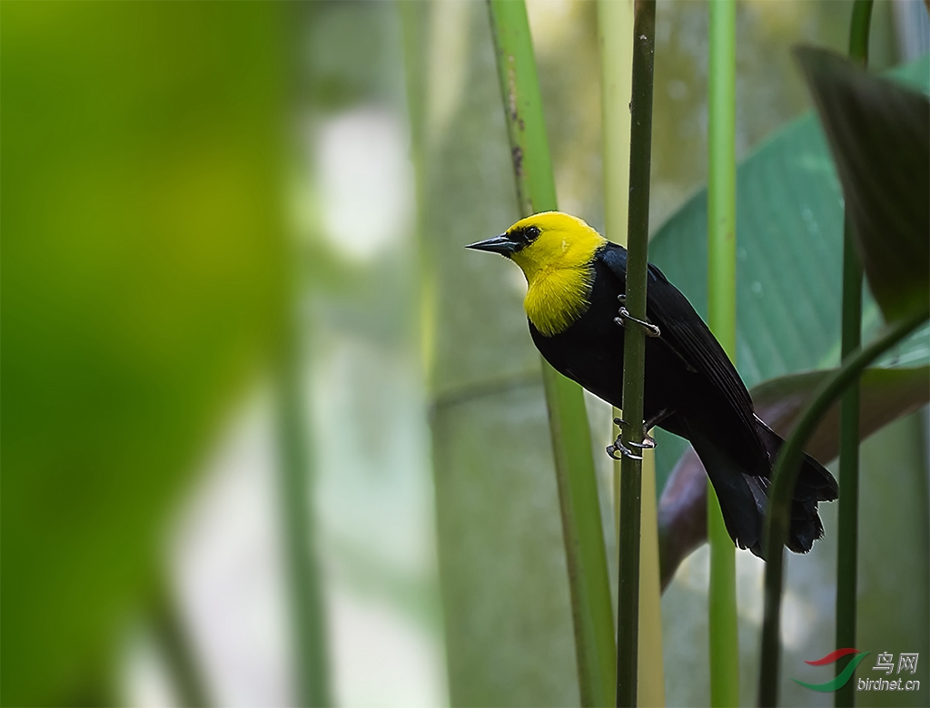 黄巾黑鹂 - 贵州版 Guizhou 鸟网