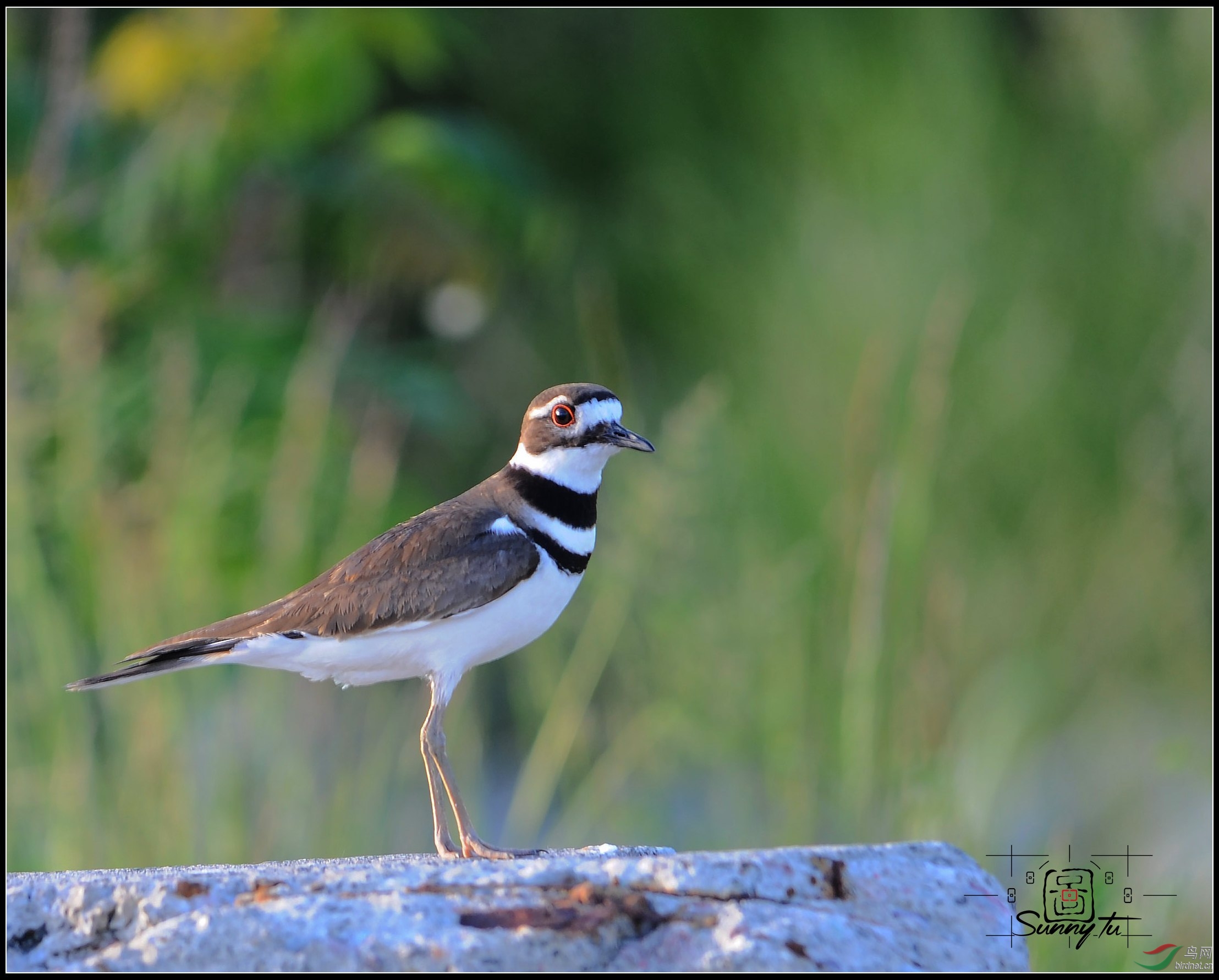 请教鸟名双领鸻学名charadriusvociferus