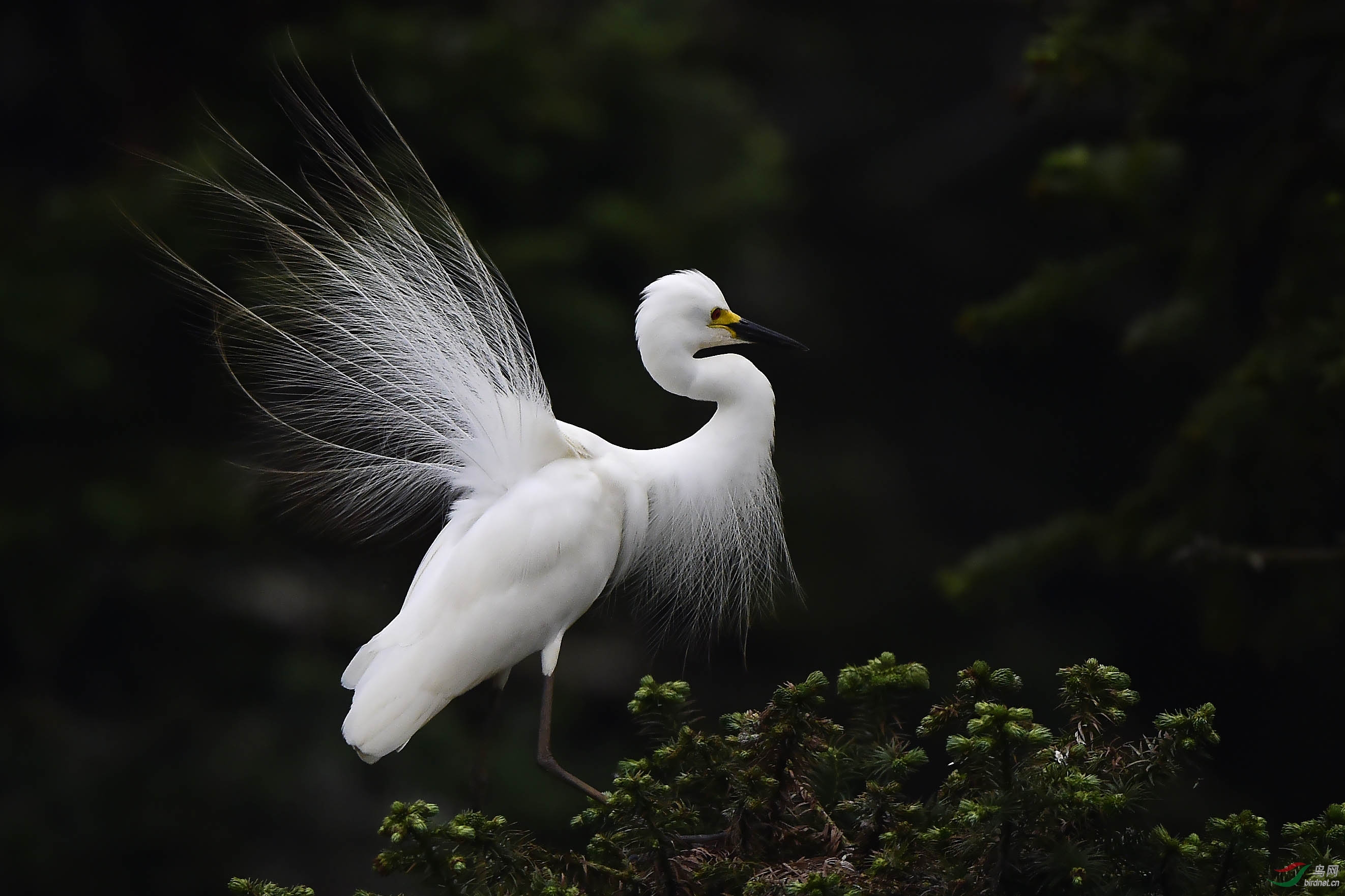 白色精灵—庆祝鸟网成立十周年!鸟友们周末快乐!