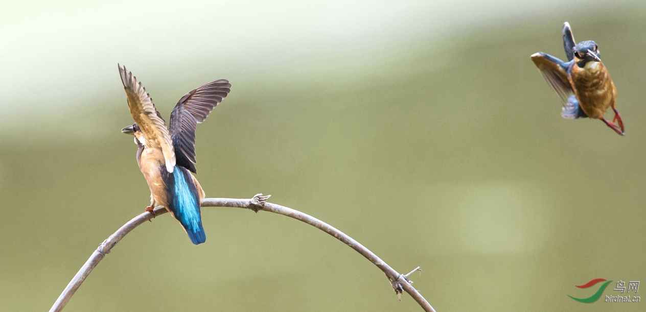 声东击西--翠翠的故事之九十七 - 观鸟拍鸟之旅
