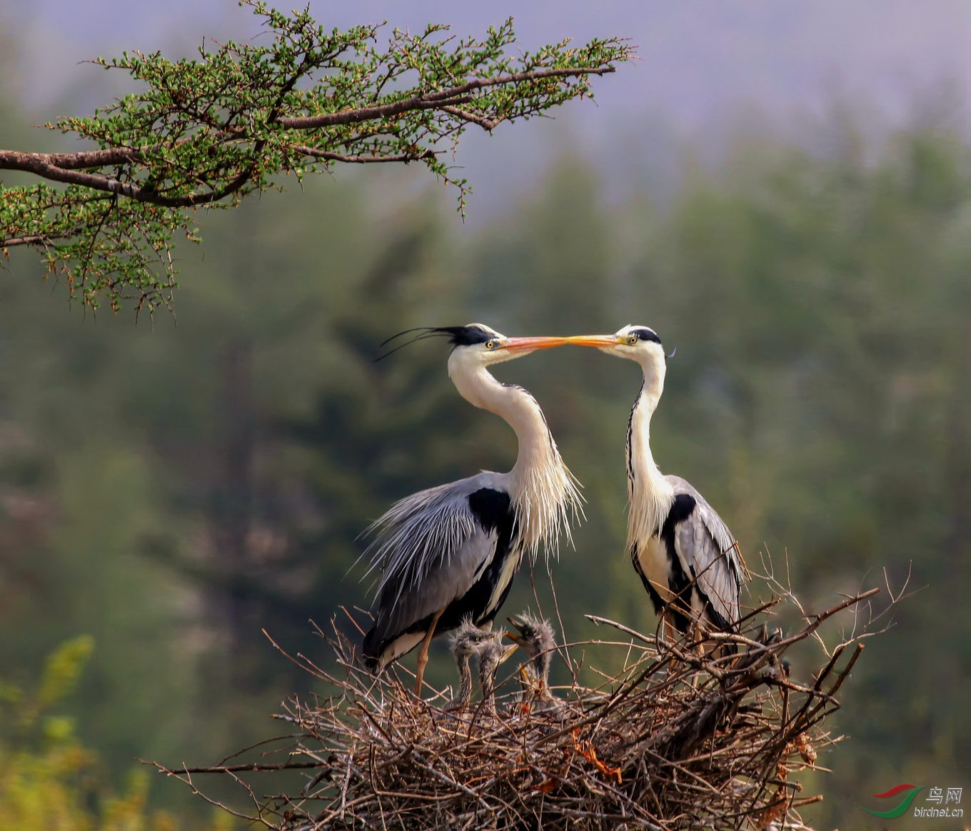 爱情家园 - 观鸟拍鸟之旅 鸟网