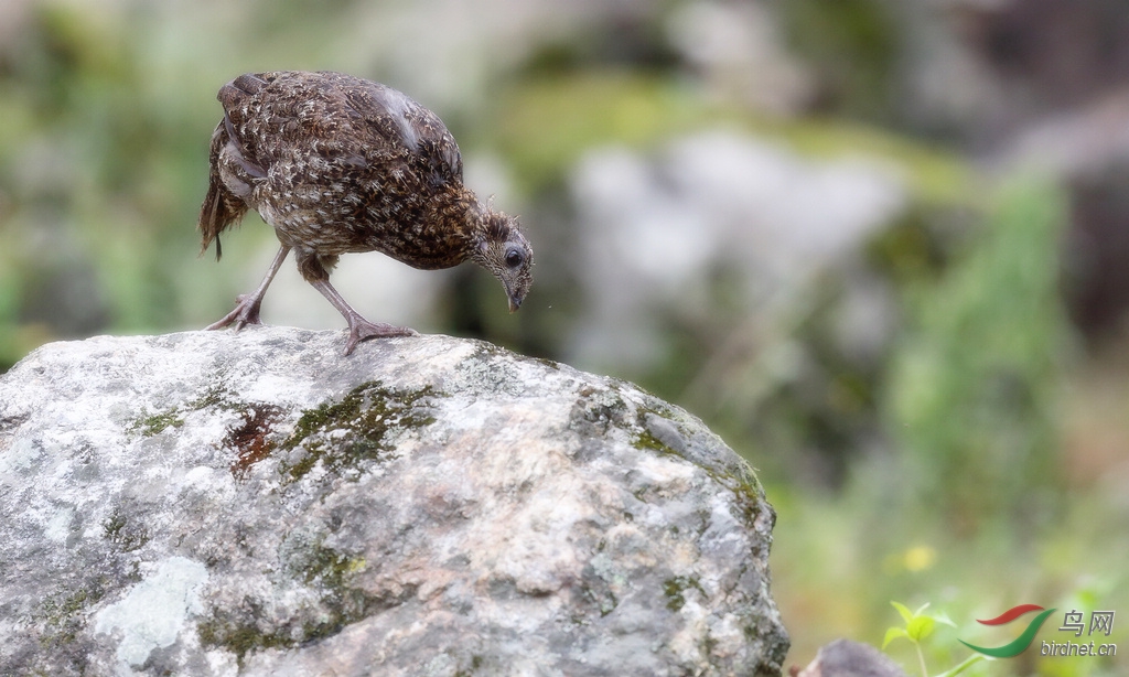 红腹角雉夫妻 - 福建版 Fujian 鸟网