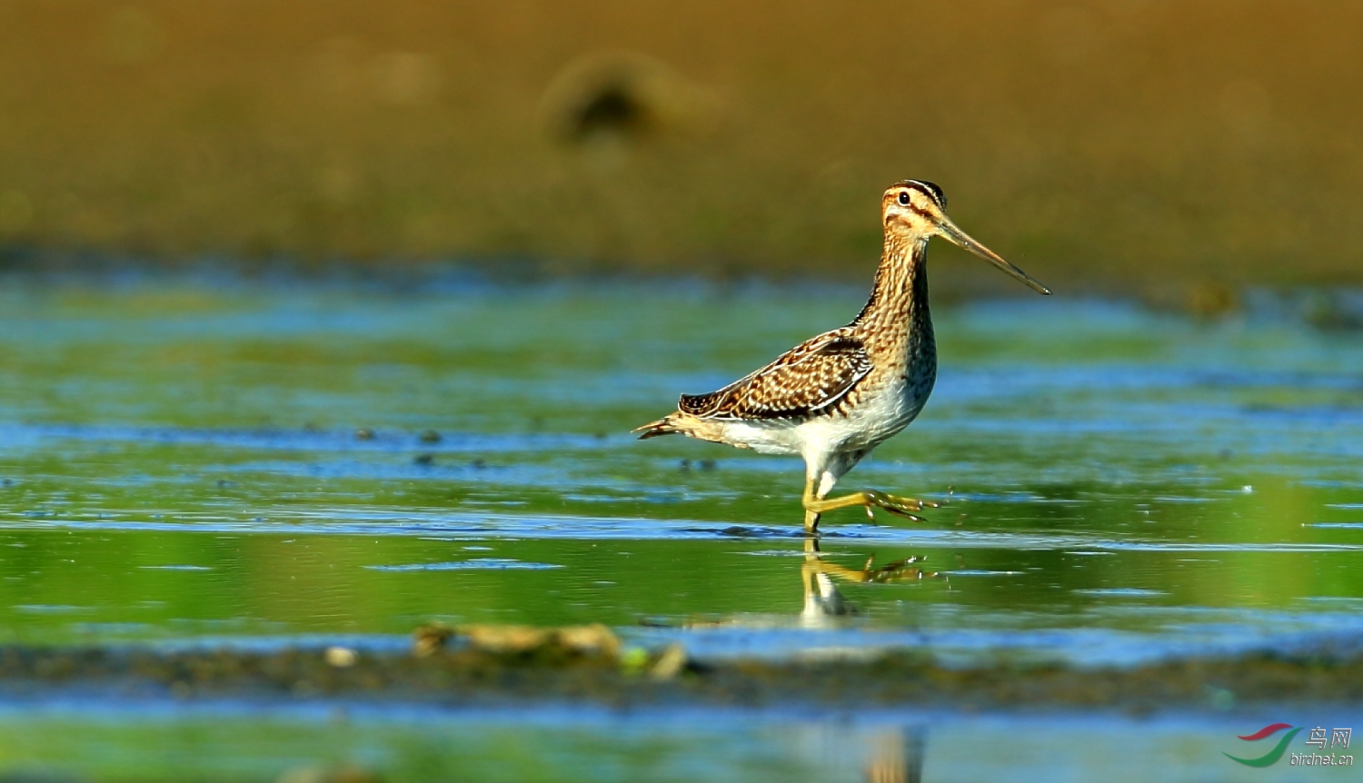扇尾沙锥 - 观鸟拍鸟之旅 鸟网