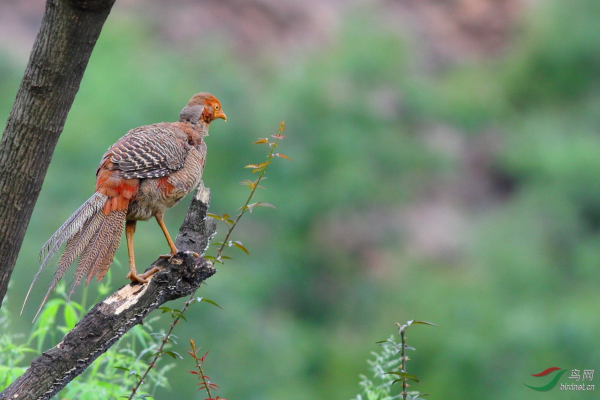 顽皮小子--红腹锦鸡亚成鸟 - 上海版 Shanghai