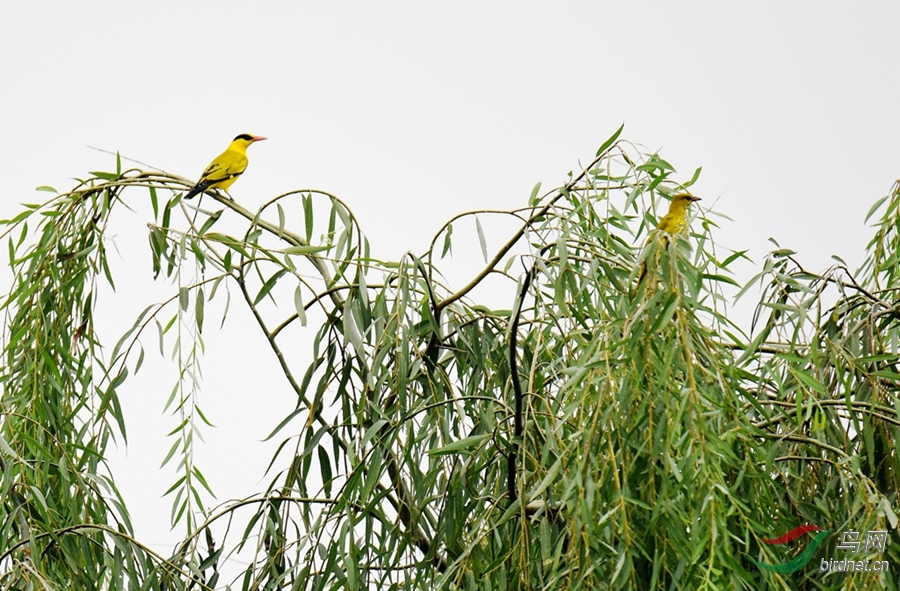 两只黄鹂鸣翠柳--西安浐灞湿地