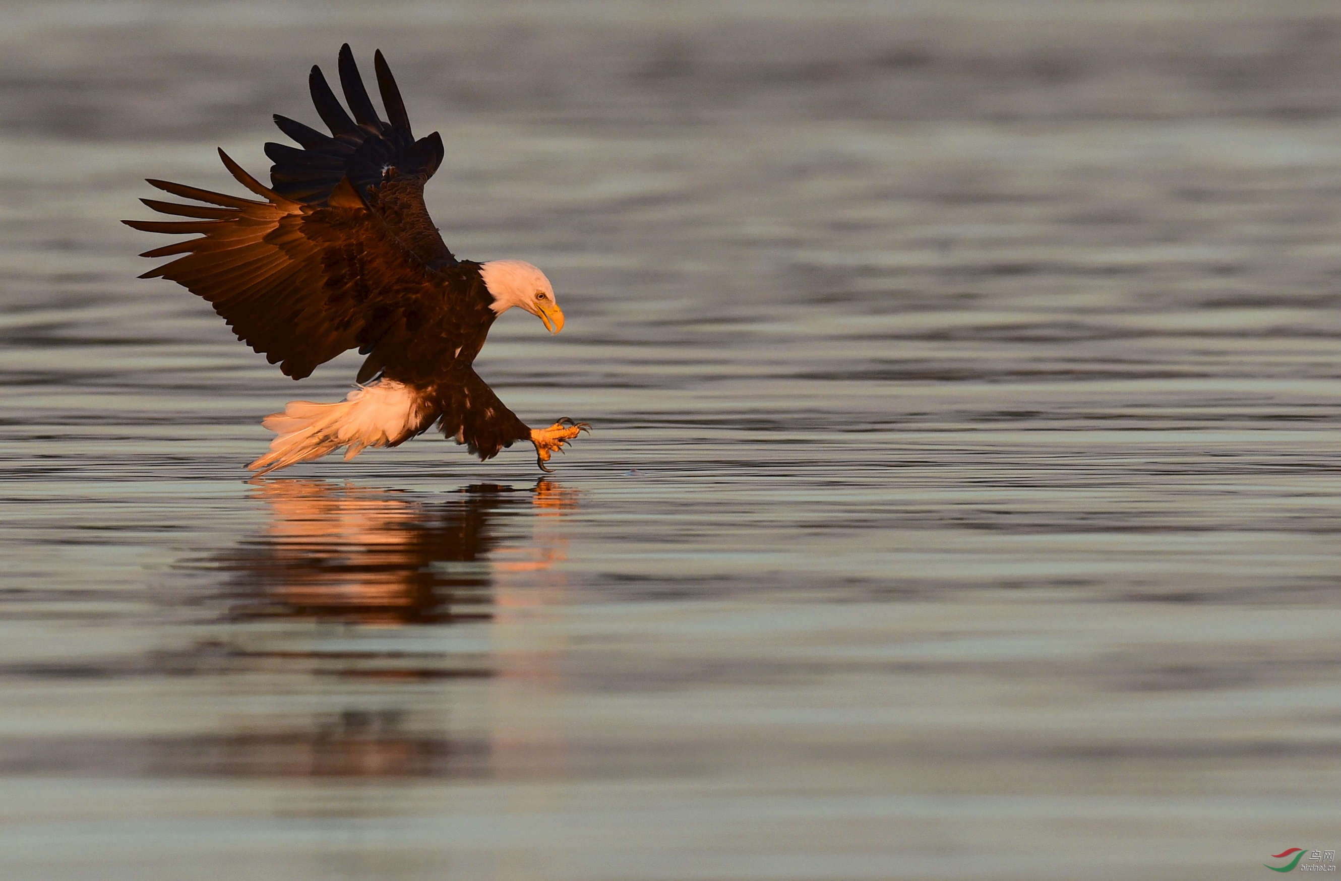 白头鹰繁殖地鸭湾岛,为了哺育后代频繁捕鱼 -