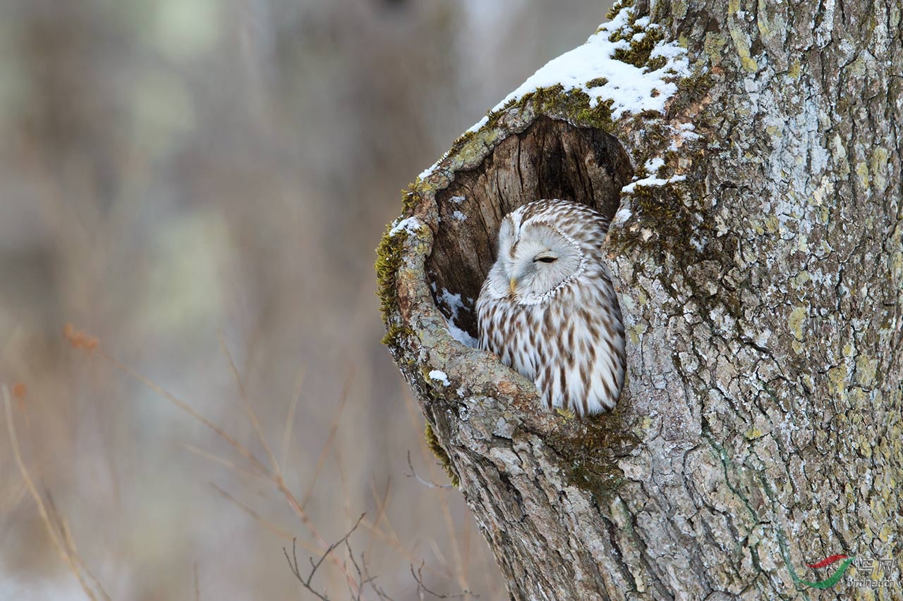 (长尾林鸮)长尾林鸮 ural owl 【贺每日精华第1图】