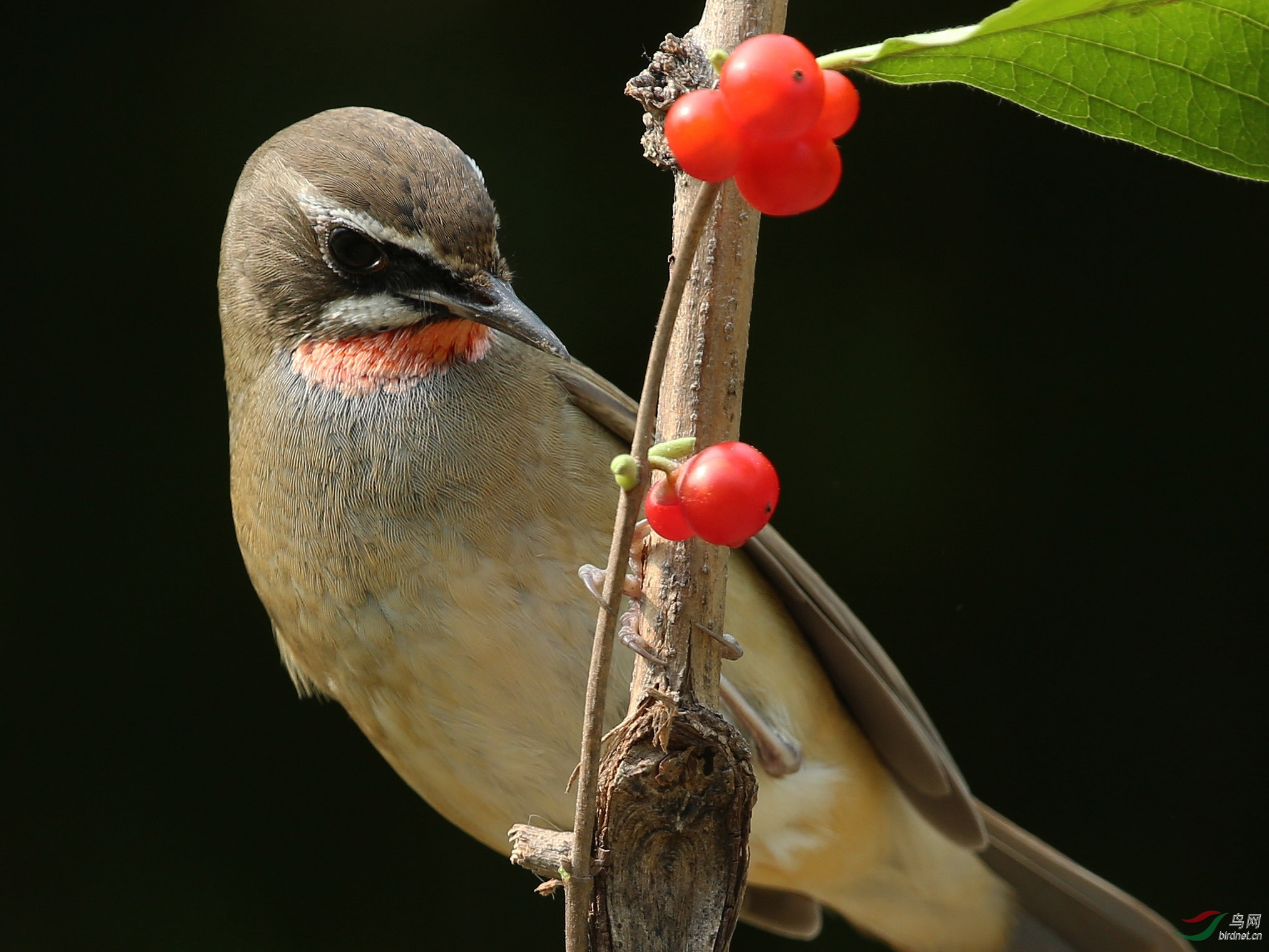 红豆和红靛颏--农展 - 鸣禽和攀禽 鸟网