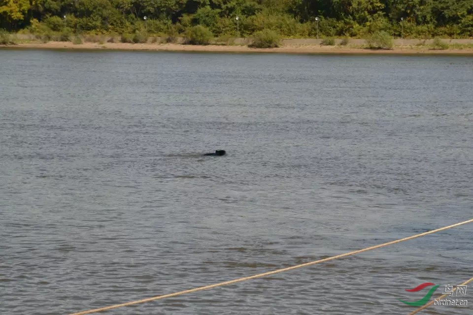 从俄罗斯渡乌苏里江过来的小熊 - 野生动物版 